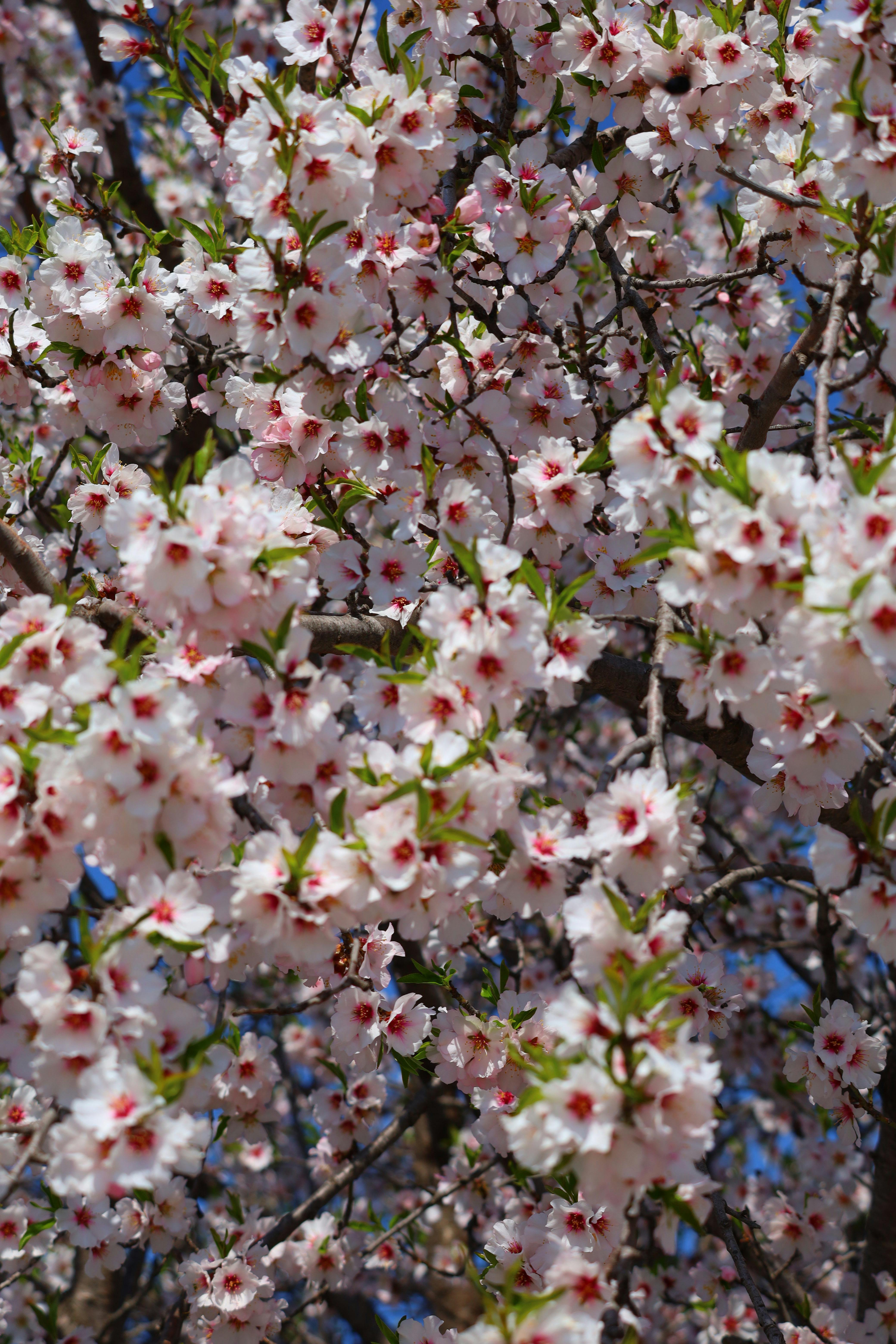 免費 特寫鏡頭展現了鮮豔的杏花，背景是明亮的藍天。 圖庫相片