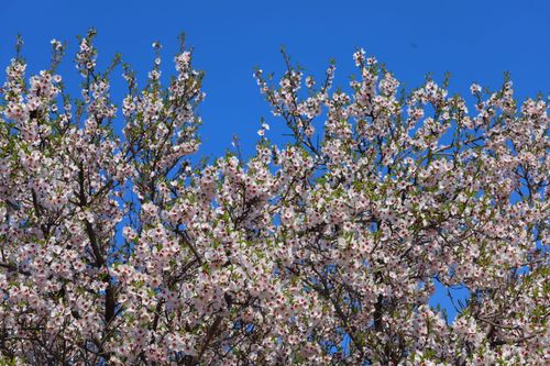 Free Vibrant almond tree in full bloom set against a clear blue sky, symbolizing spring. Stock Photo