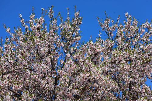 Free Beautiful almond tree blossoms against a vibrant blue sky, symbolizing spring. Stock Photo