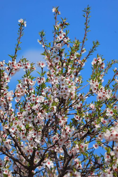 Free Beautiful almond tree blossoms in full bloom against a vibrant blue sky, symbolizing spring. Stock Photo
