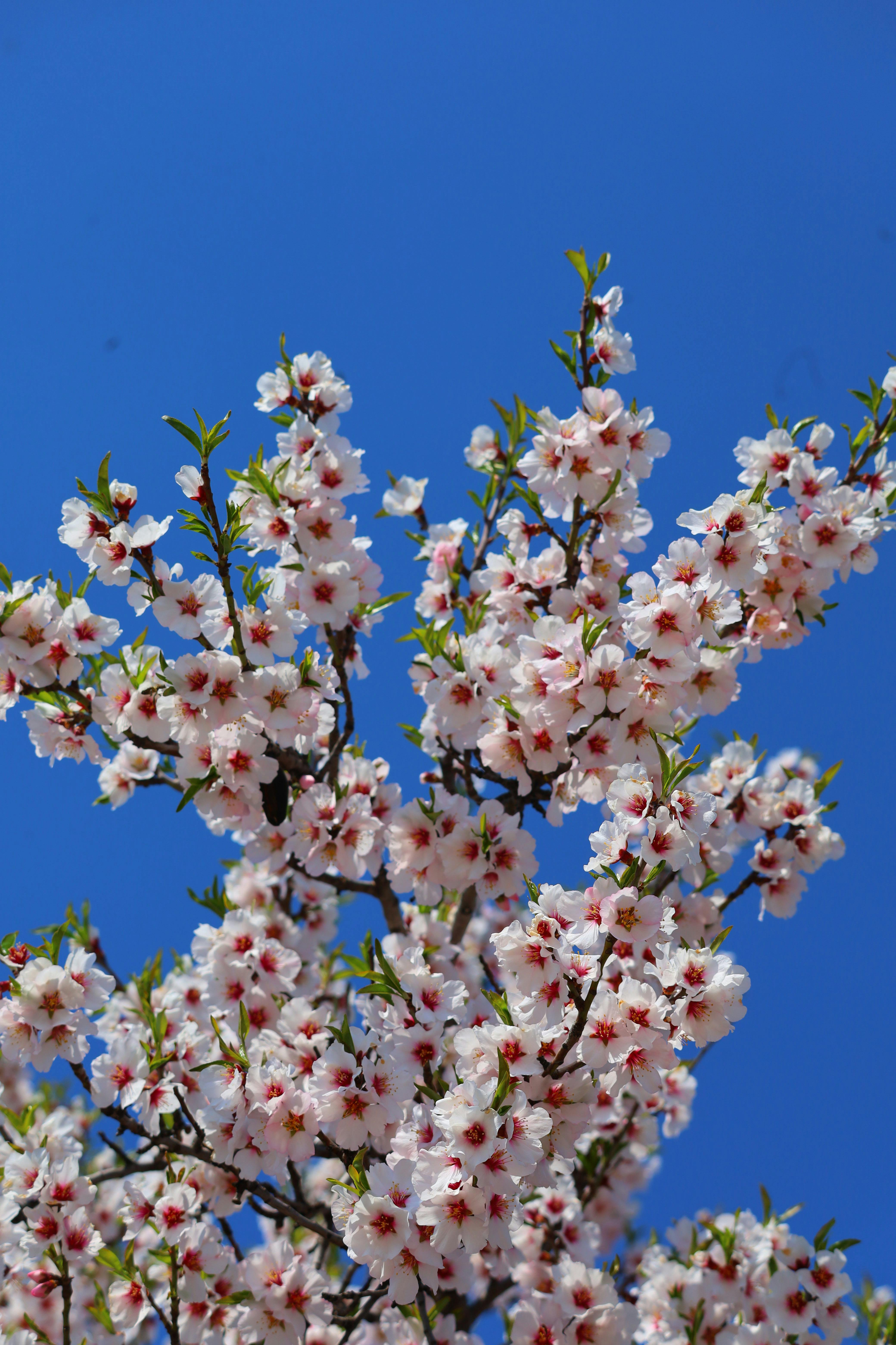bezplatná Krásné větve třešňových květů proti jasně modré obloze, symbolizující jaro. Základová fotografie