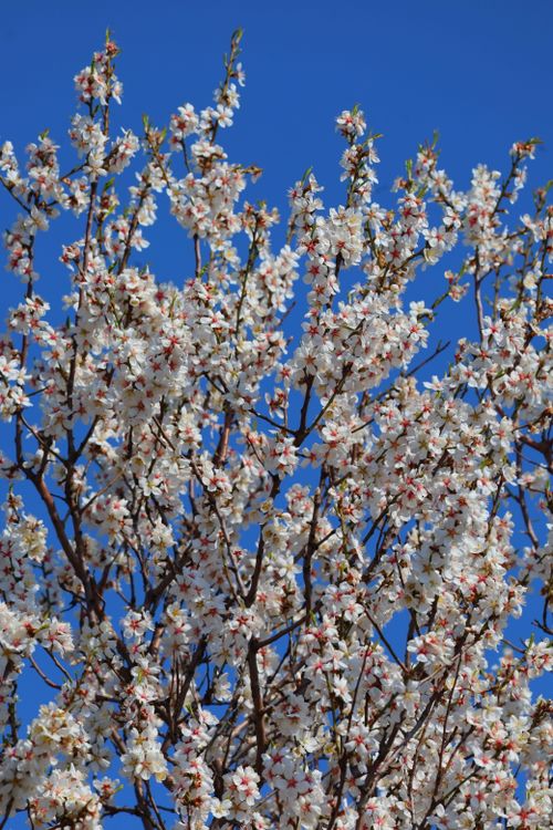 Free Springtime almond tree blossoms showcasing vibrant white and pink flowers under a clear blue sky. Stock Photo