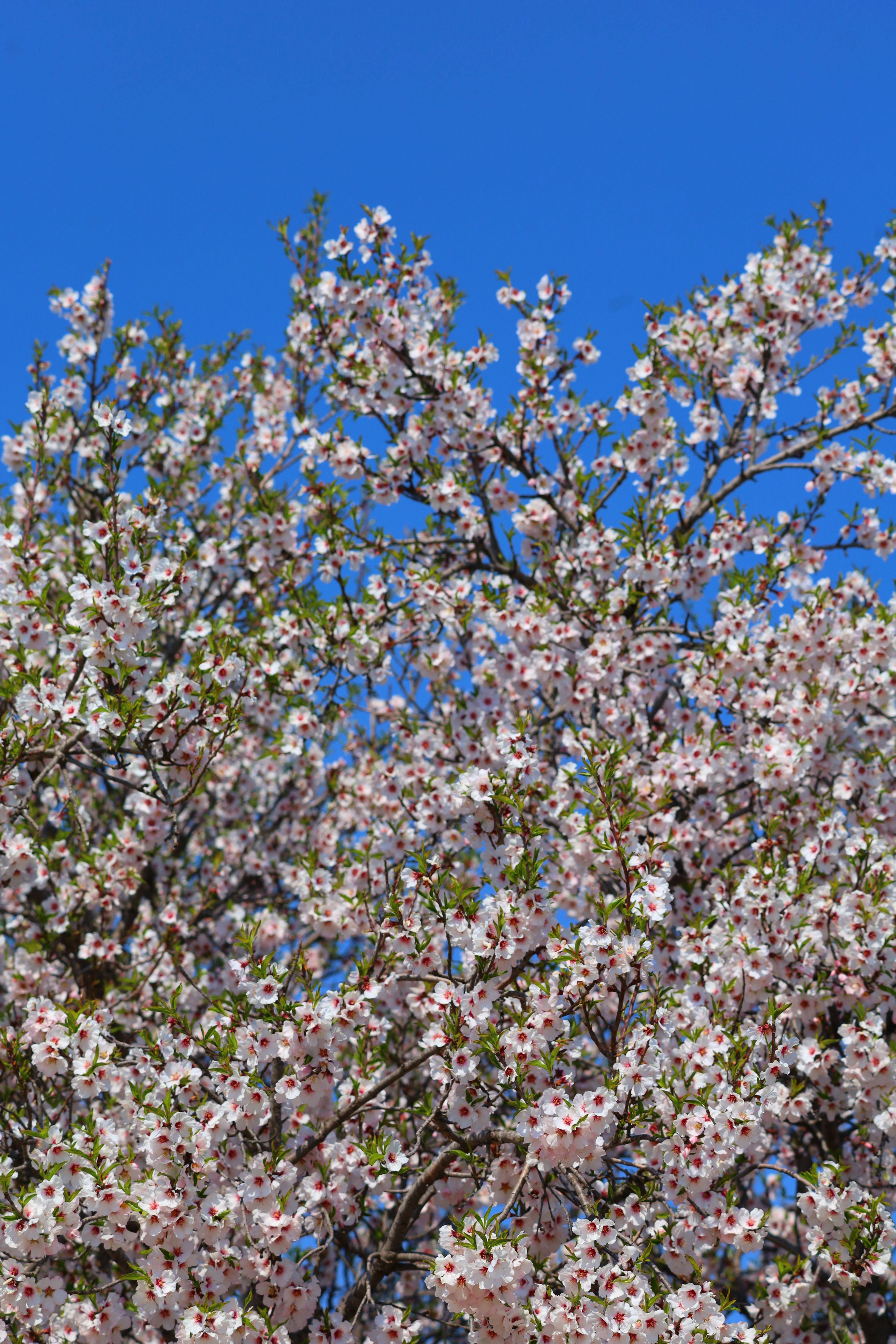 무료 맑고 푸른 하늘 아래 만개한 아름다운 벚꽃은 봄의 도래를 알립니다. 스톡 사진