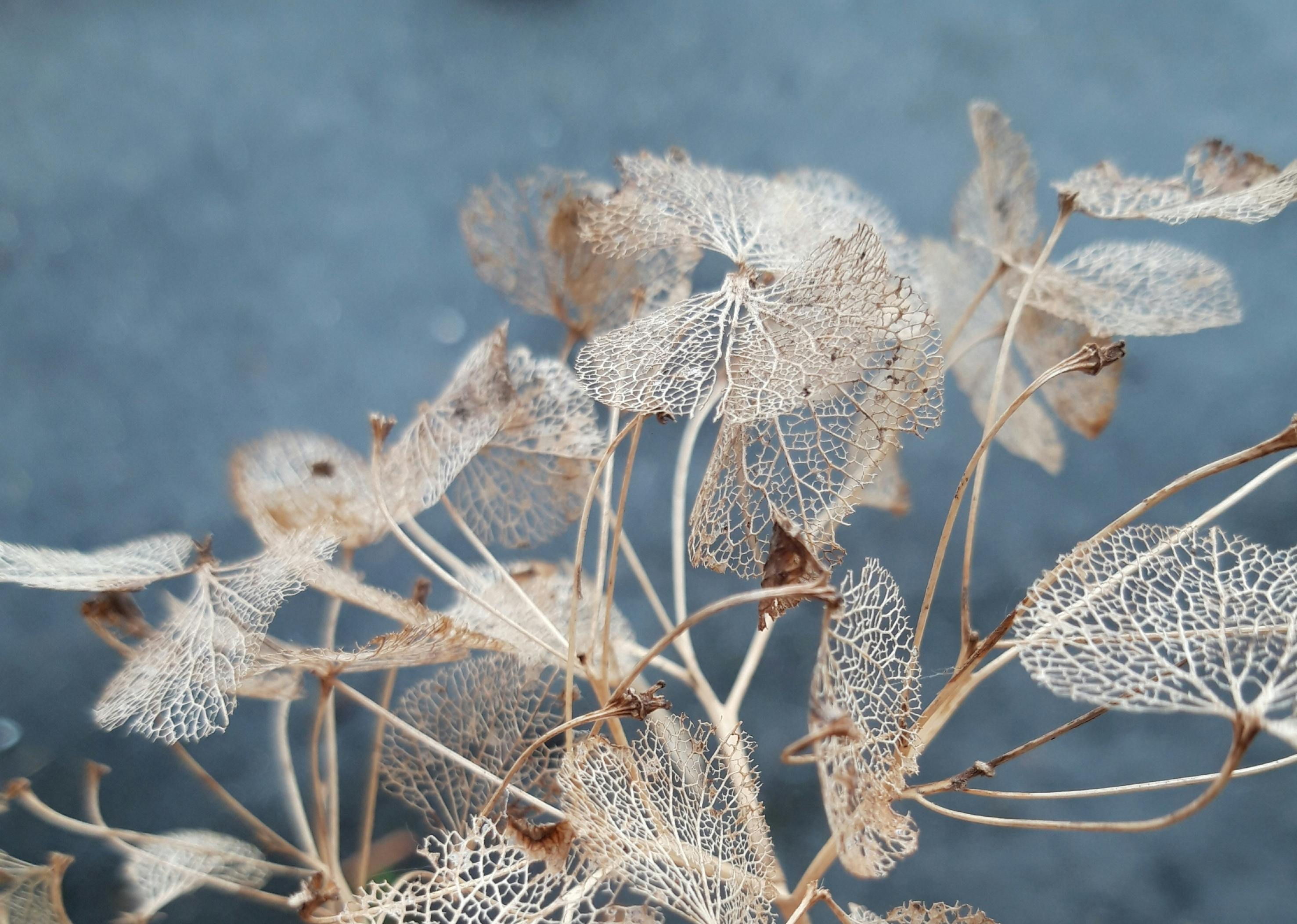 Gratis lagerfoto af baggrund, blødt fokus, blomstermotiv Lagerfoto
