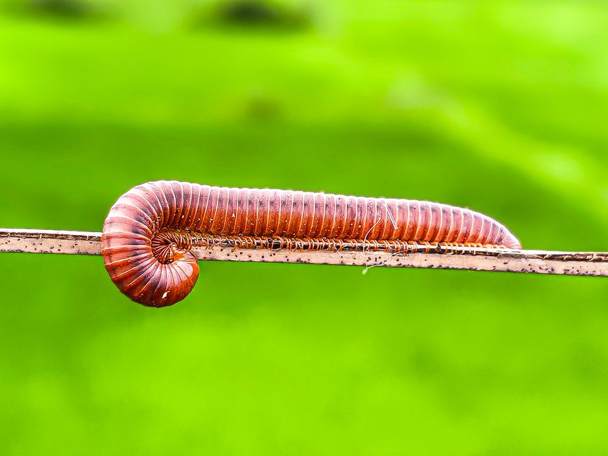 Detailed image of a millipede resting on a wire with vivid green background.
