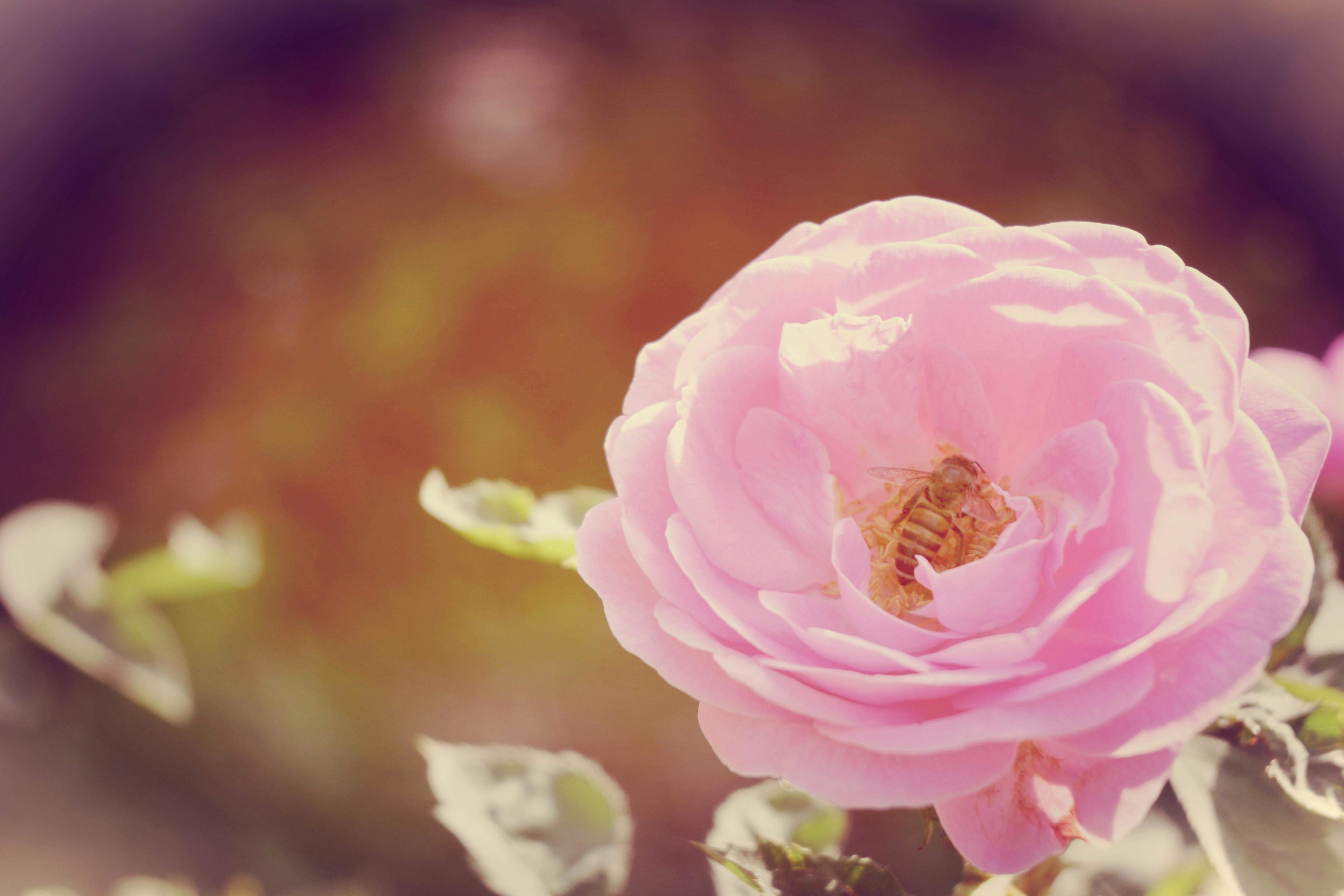 Gratis Primo piano di un'ape che impollina una rosa rosa brillante, catturando la bellezza e i dettagli della natura. Foto a disposizione