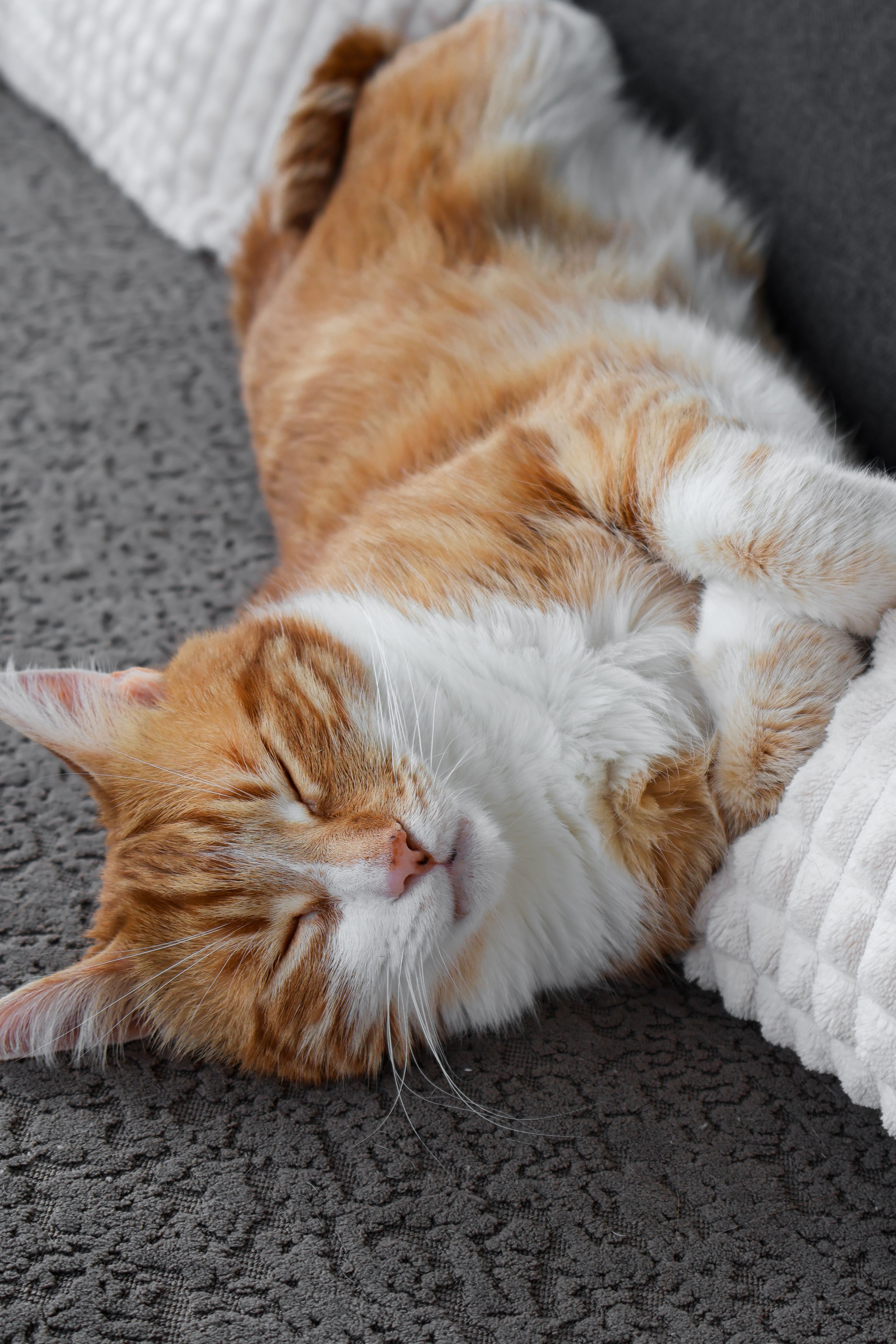 Peaceful Ginger Cat Sleeping on Couch · Free Stock Photo