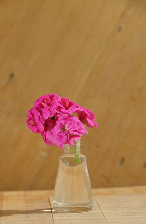 Free A minimalistic arrangement of vibrant pink flowers in a clear glass vase on a wooden table. Stock Photo