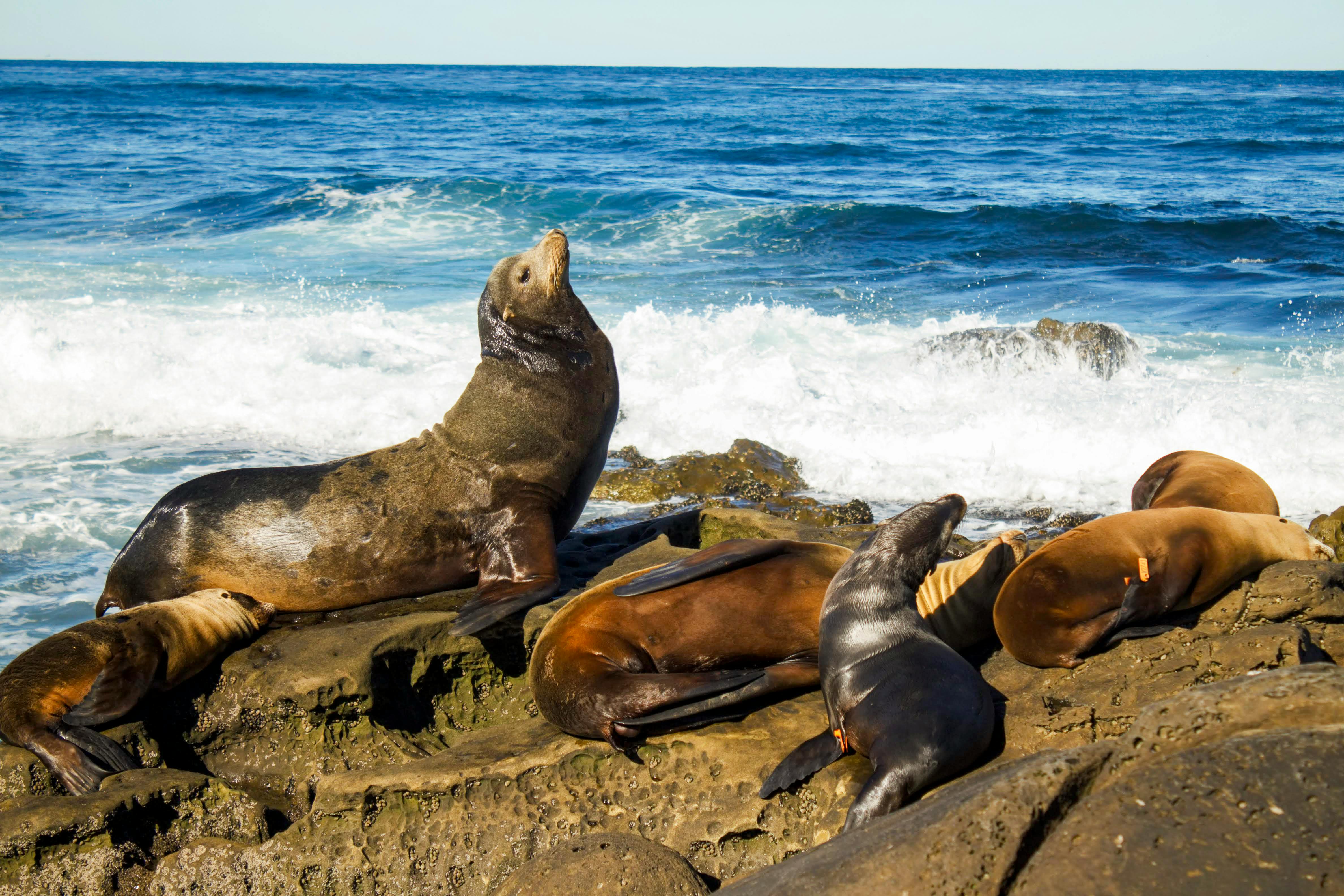 Gratis En gruppe søløver soler sig på den klippefyldte kyst i San Diego, Californien. Lagerfoto