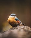 Close-up of Vibrant Eurasian Nuthatch on Log