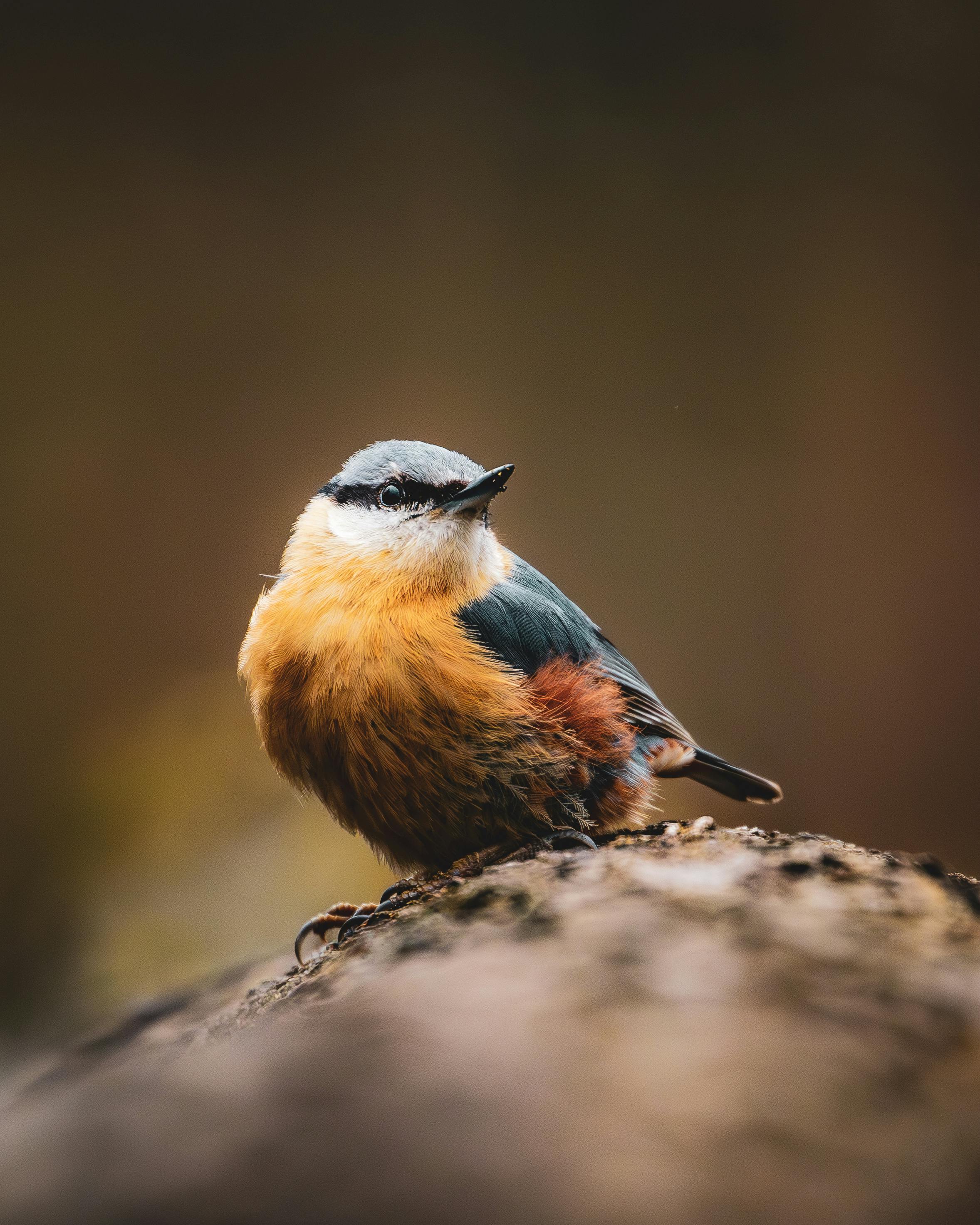 grátis Um belo chapim-azul-eurasiático empoleirado em um tronco em um ambiente natural. Foto profissional