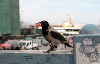 Hooded Crow with Straw in Beak in Istanbul