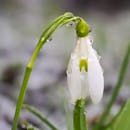 Close-up of Dew-Covered Snowdrop in Early Spring
