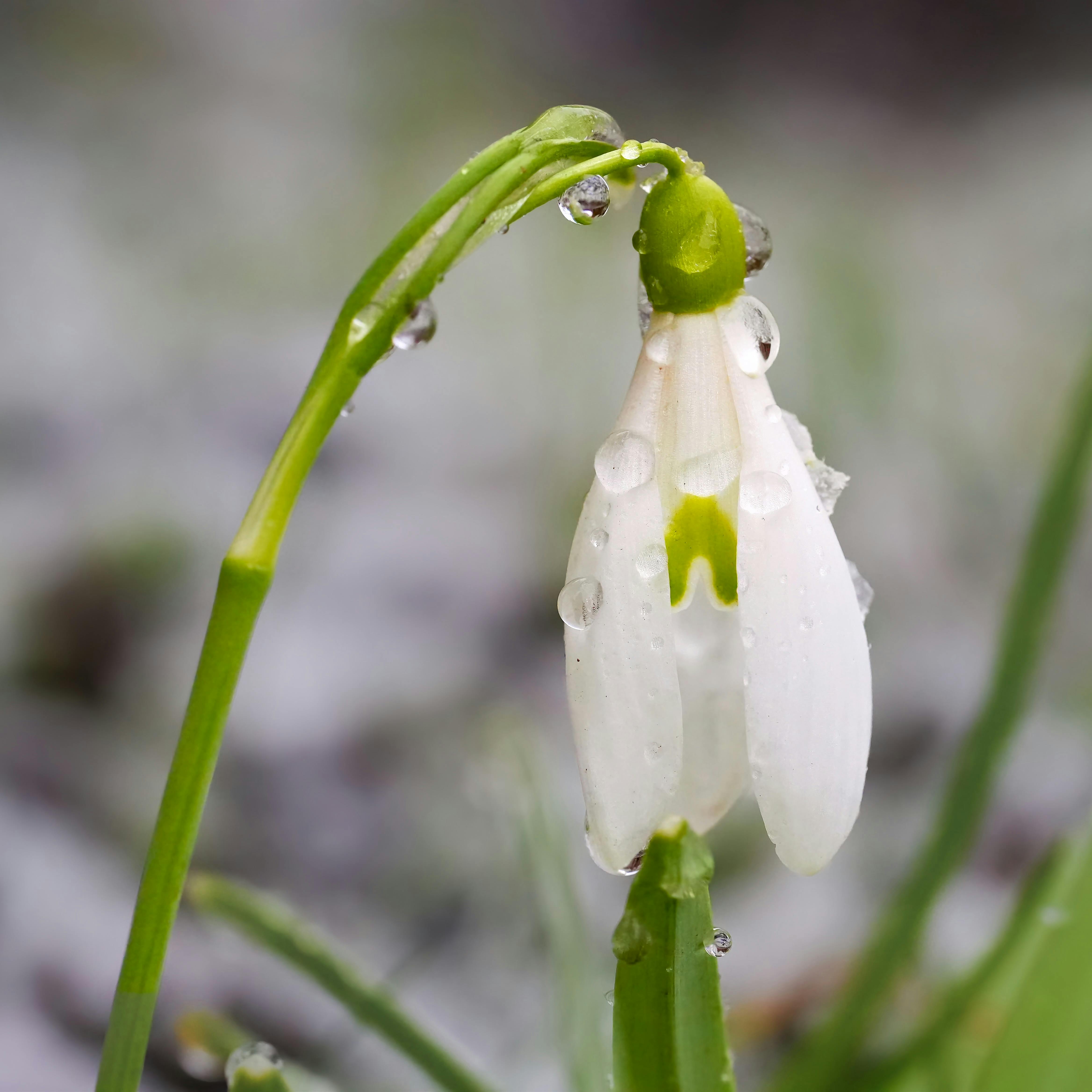 Close-up of Dew-Covered Snowdrop in Early Spring