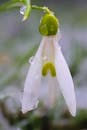 Close-Up of Dew-Covered Snowdrop Flower Bloom