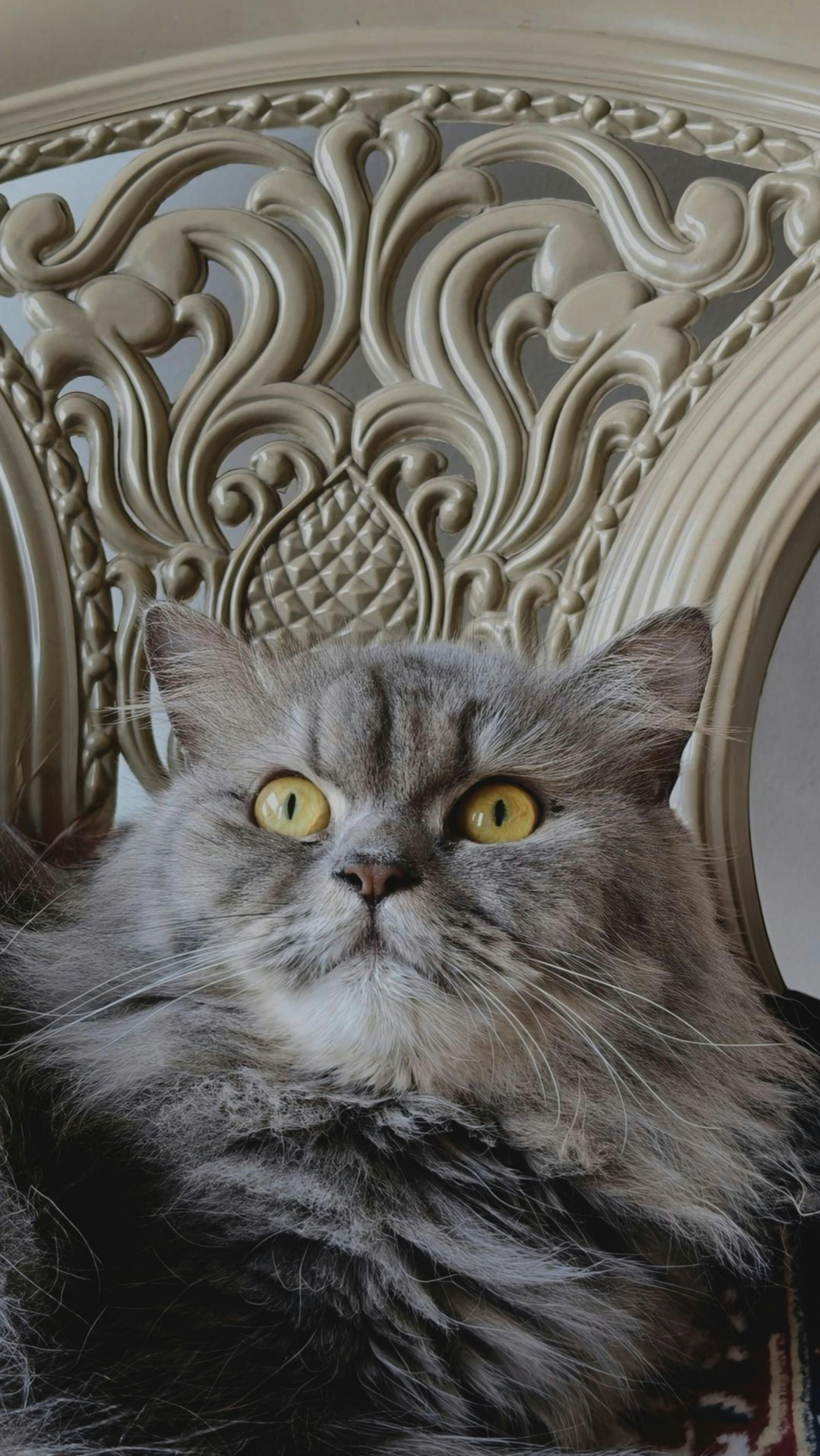 Zadarmo Detailný portrét dlhosrstej sivej mačky sediacej na zdobenej stoličke. Fotka z fotobanky