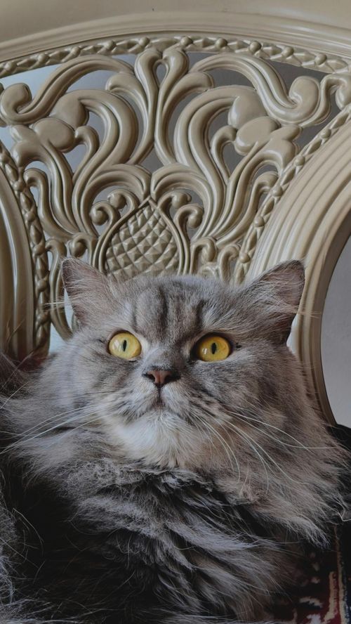 Free Close-up portrait of a long-haired grey cat sitting on an ornate chair. Stock Photo