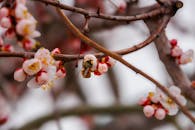 Macro Shot of Bee on Spring Blossoms