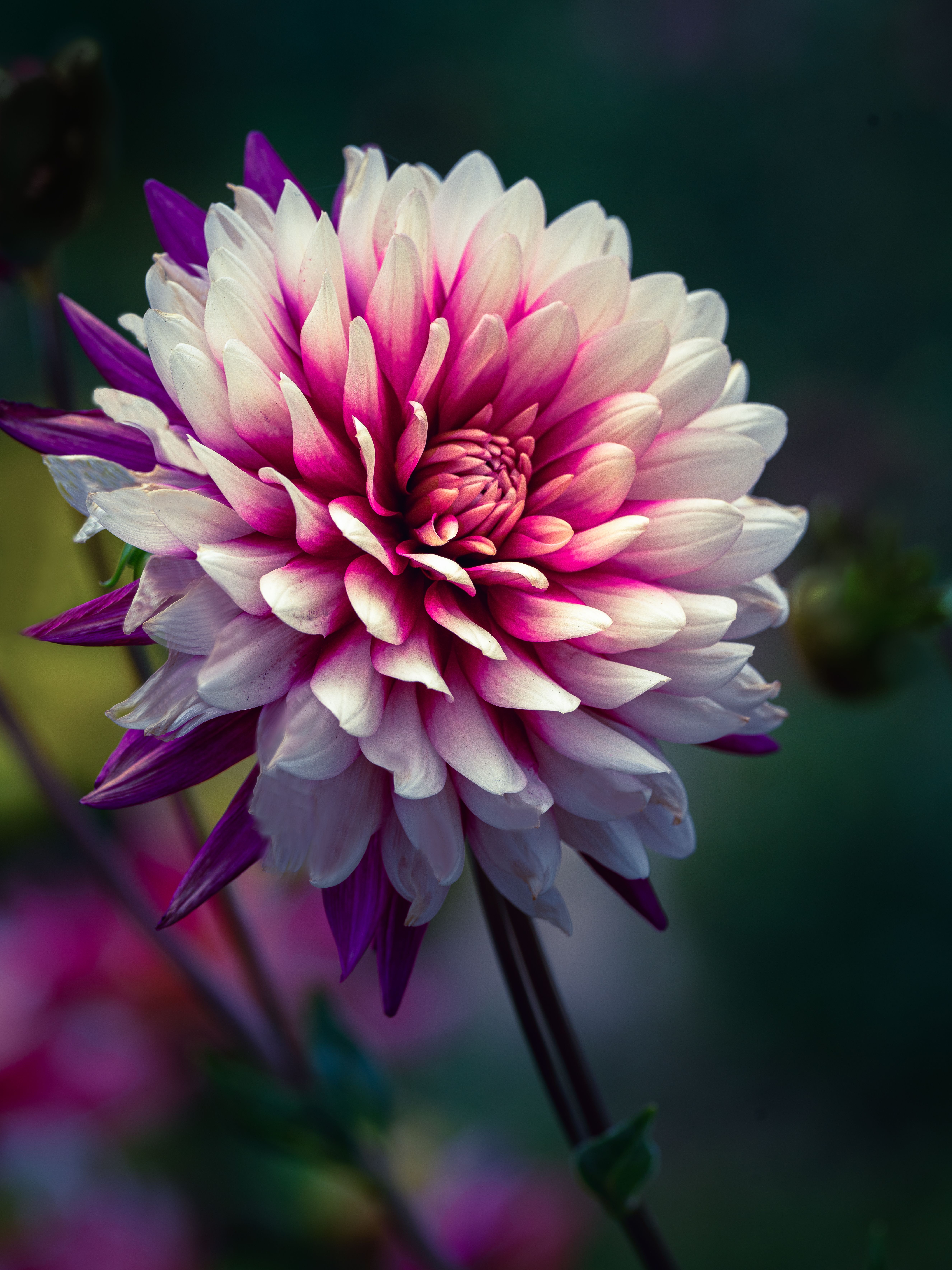 Elegant Pink and White Dahlia Bloom in Garden · Free Stock Photo