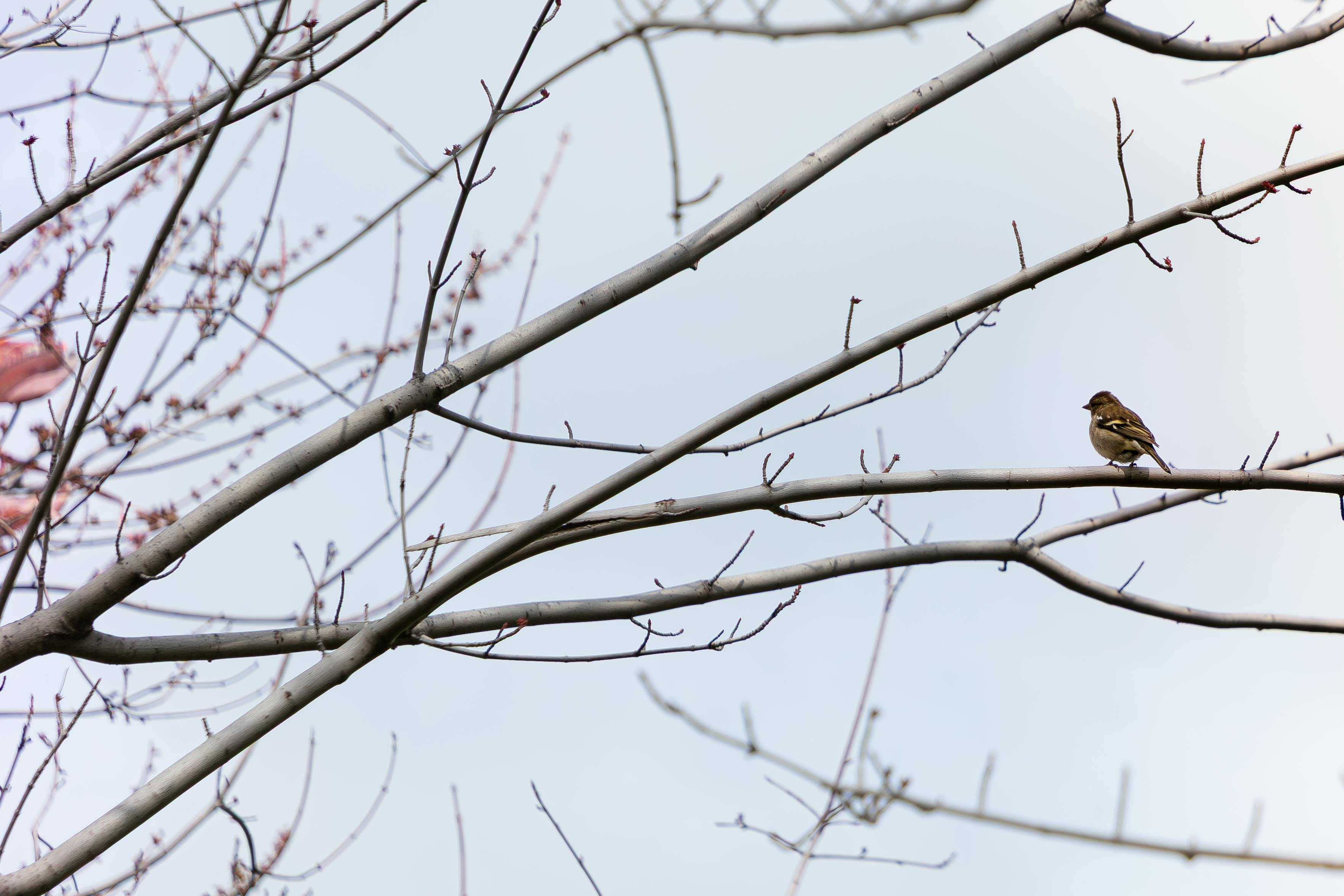 Miễn phí Một chú chim sẻ đậu trên cành cây trơ trụi dưới bầu trời xanh ở Istanbul, ghi lại vẻ đẹp tĩnh lặng của thiên nhiên. Ảnh lưu trữ