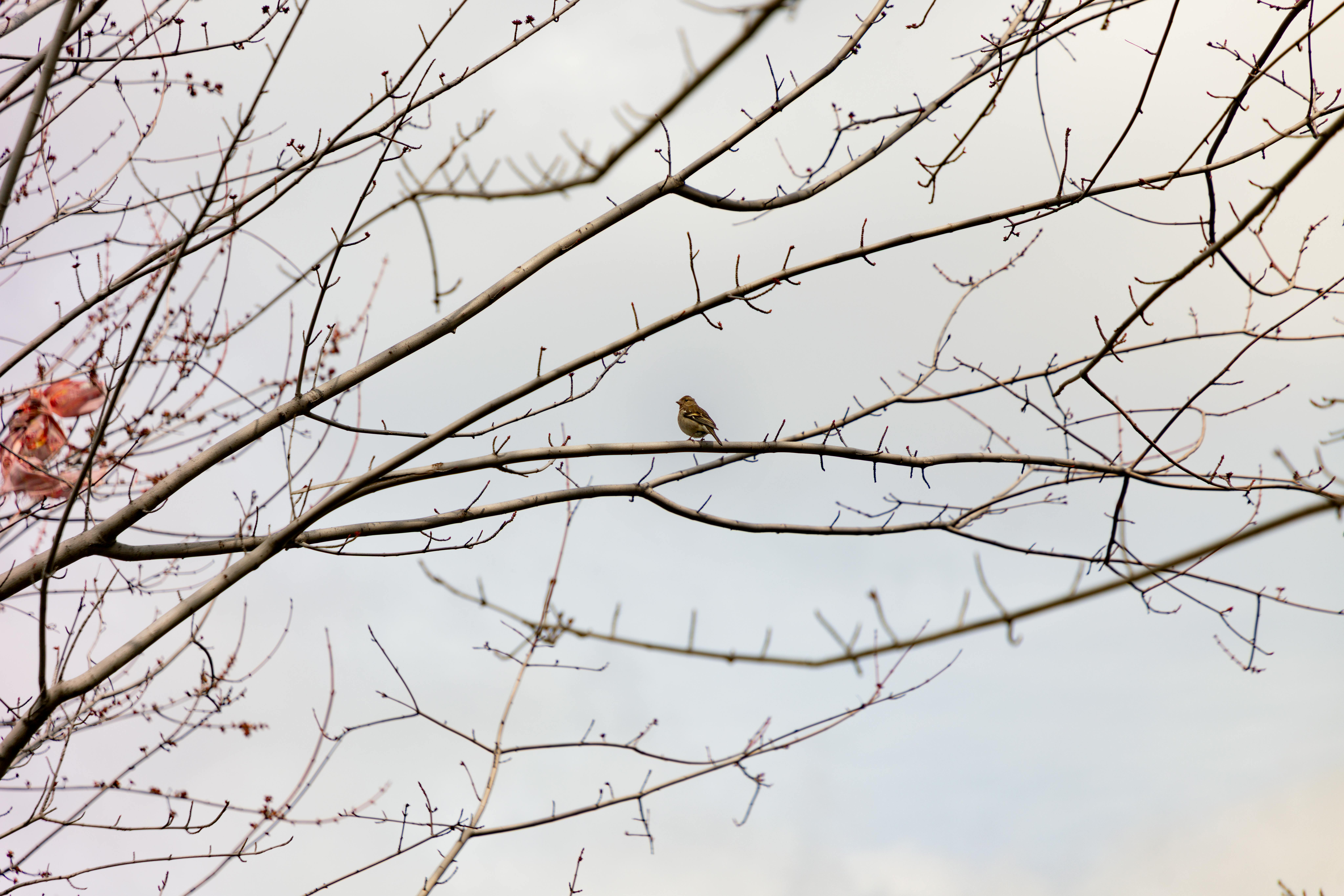 Miễn phí Một chú chim nhỏ đậu trên cành cây trơ trụi dưới bầu trời mùa đông dịu nhẹ. Ảnh lưu trữ