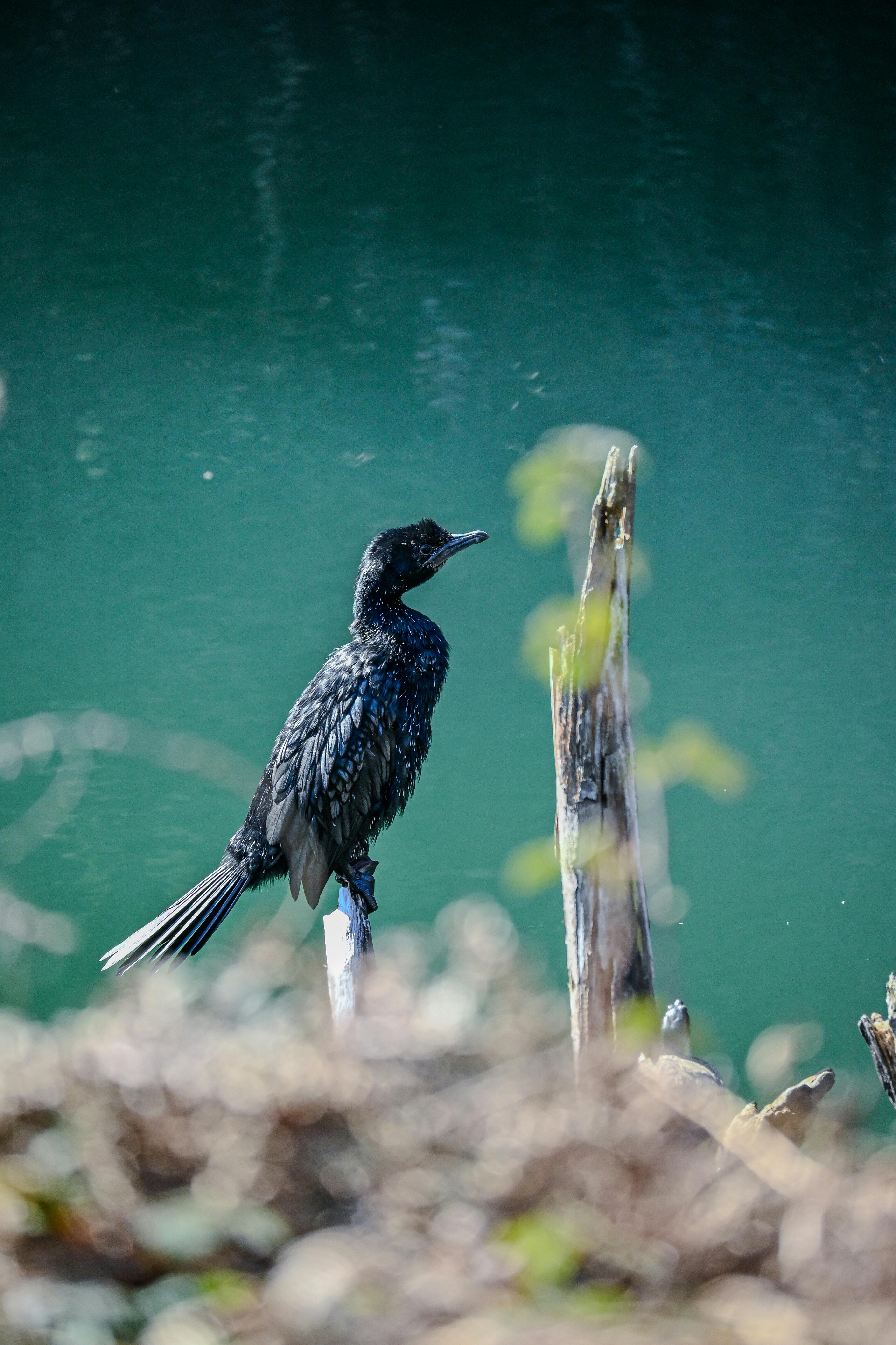 Gratuit Un cormoran se odihnește pe o creangă lângă o apă liniștită și strălucitoare, invitând o atmosferă senină și naturală. Fotografie de stoc
