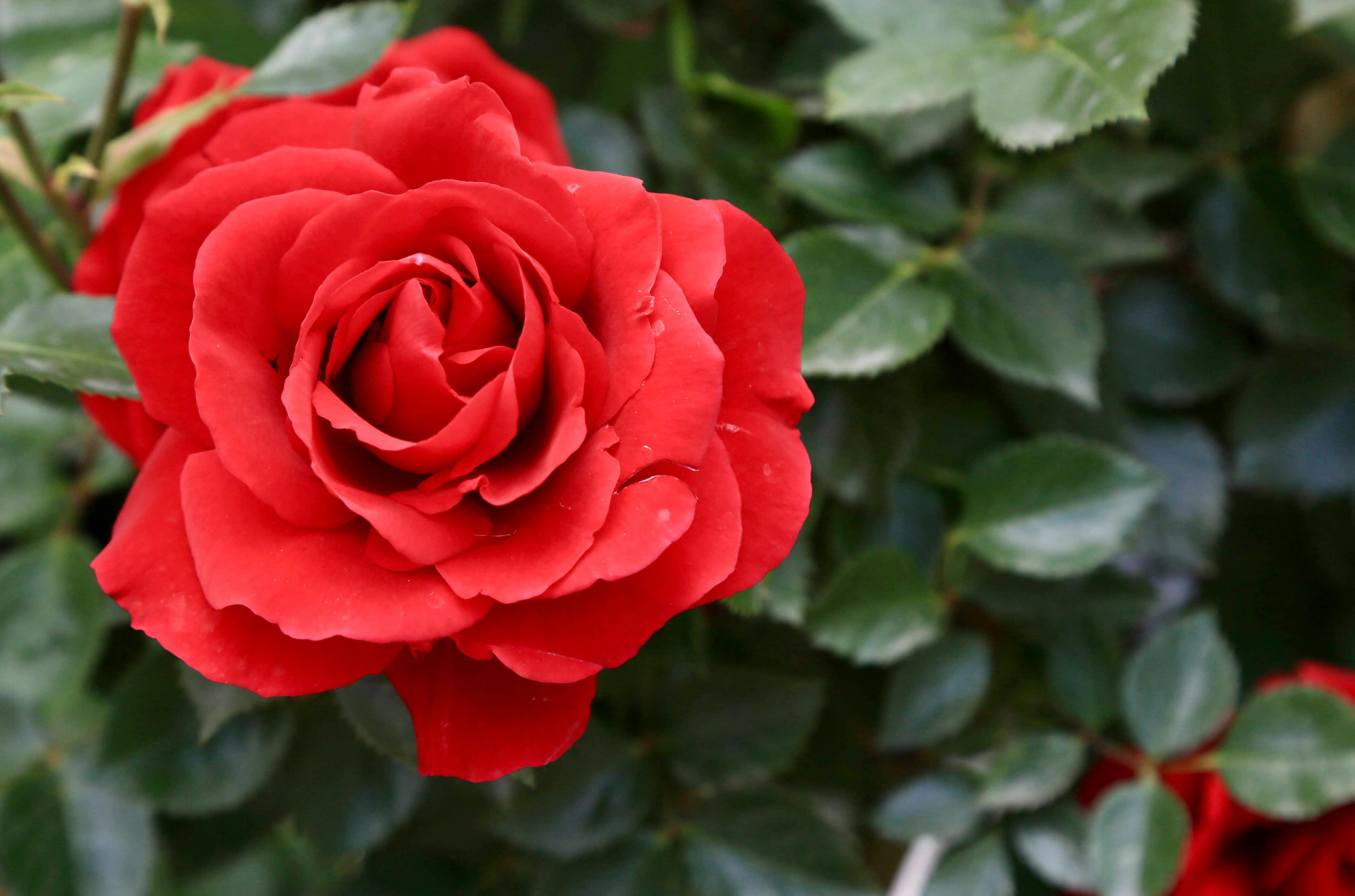 Miễn phí Ảnh cận cảnh một bông hồng đỏ rực rỡ đang nở rộ với những tán lá xanh tươi. Ảnh lưu trữ