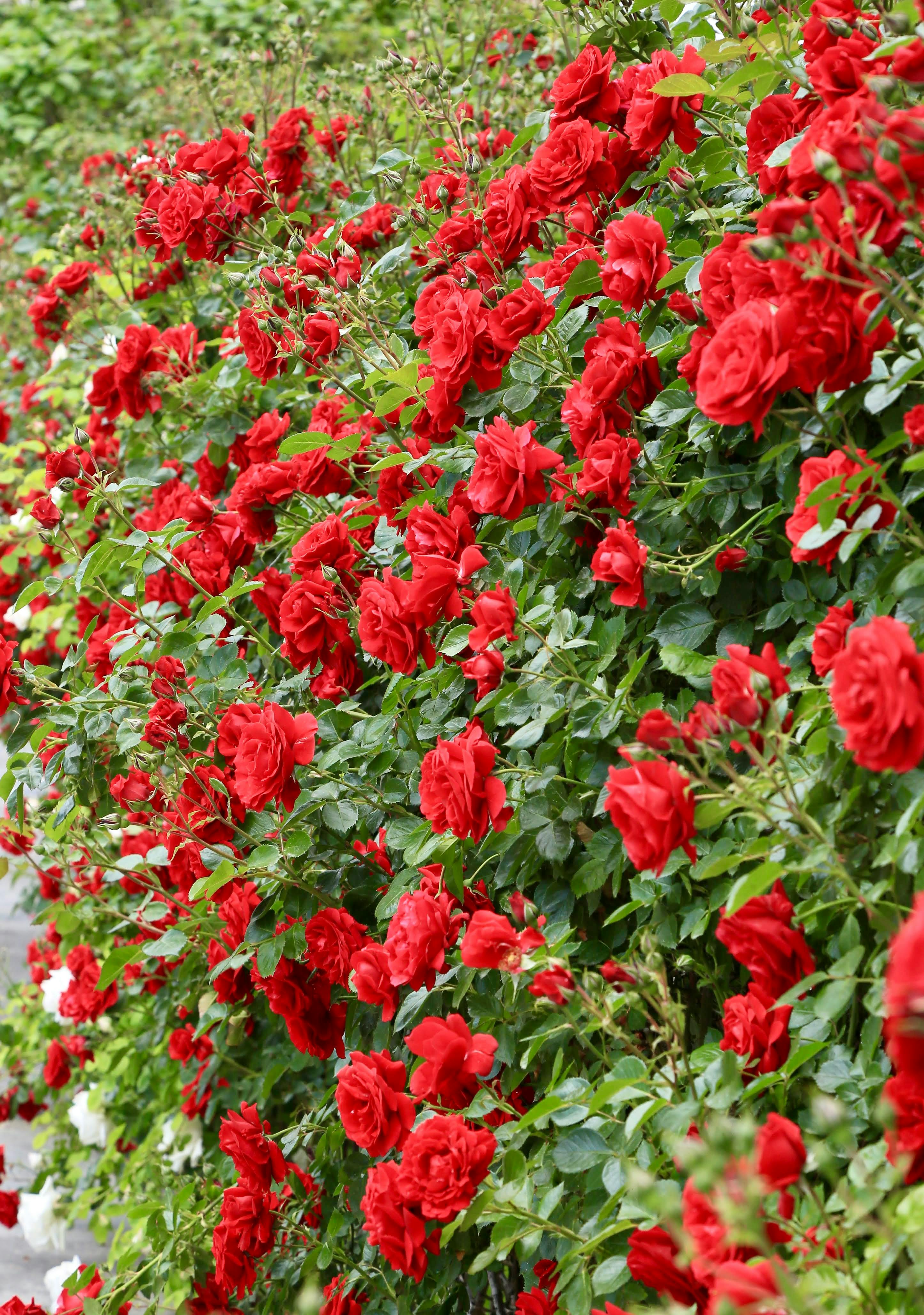 Miễn phí Một cụm hoa hồng đỏ rực rỡ nở rộ, bao quanh là những tán lá xanh tươi tốt ngoài trời. Ảnh lưu trữ