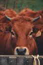 Selective Focus Photo Of A Brown Cow