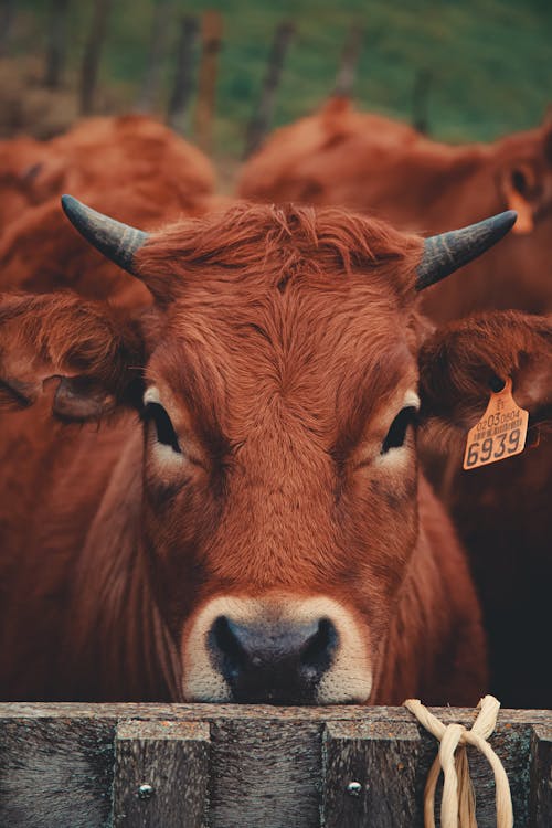 Free Selective Focus Photo Of A Brown Cow Stock Photo