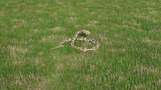 Burmese Python in Green Grass Field