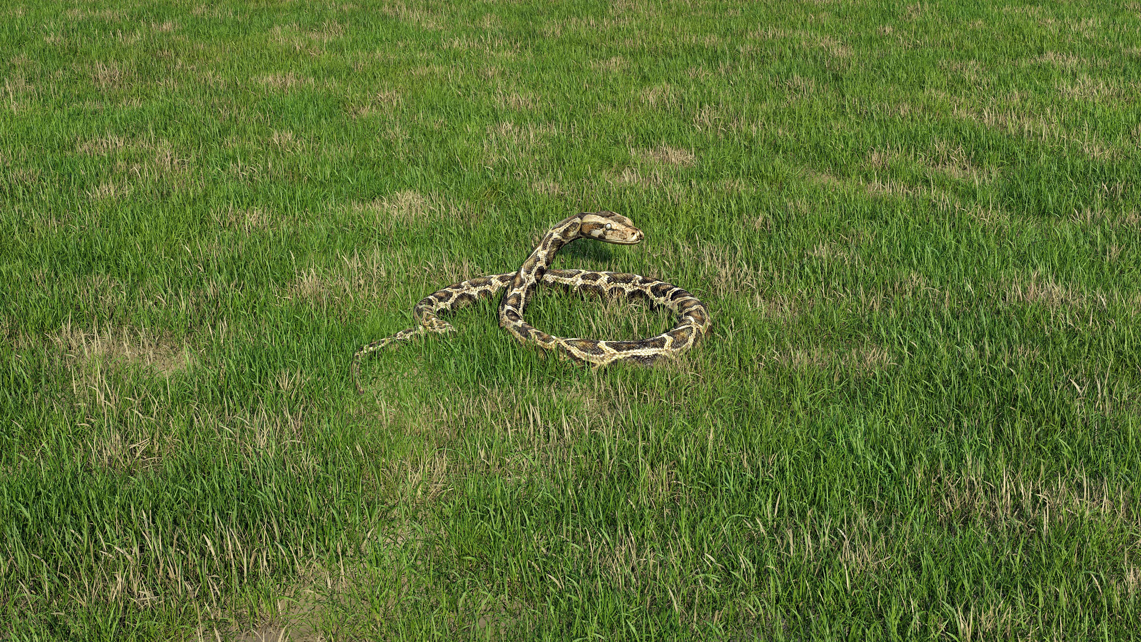 ingyenes Egy burmai piton kúszik át a buja zöld fűben az Egyesült Királyságban. Stockfotó