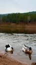 Serene Ducks in Yozgat Natural Waterscape