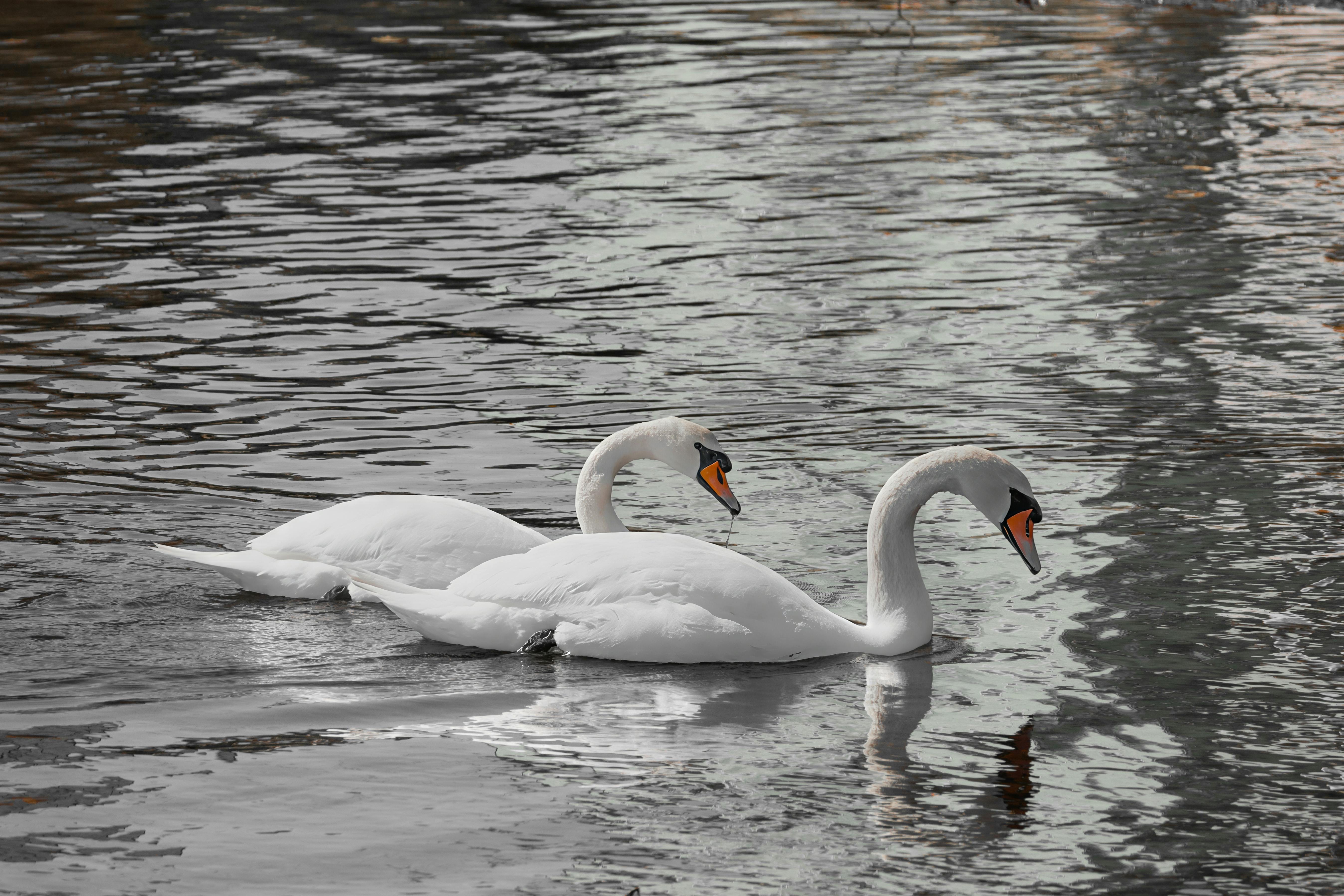 免費 二人, 優美, 冷靜 的 免費圖庫相片 圖庫相片