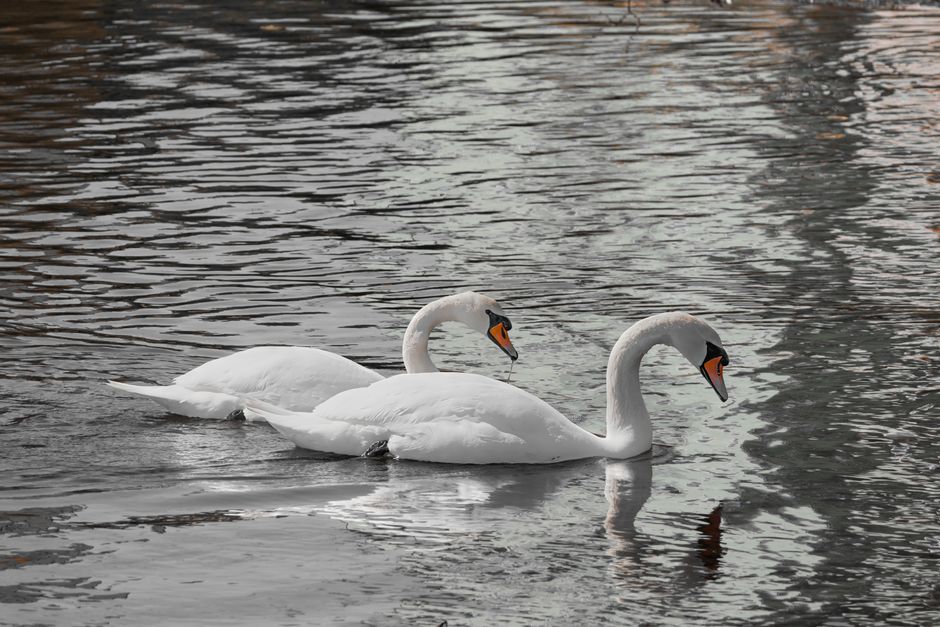 synchronization license