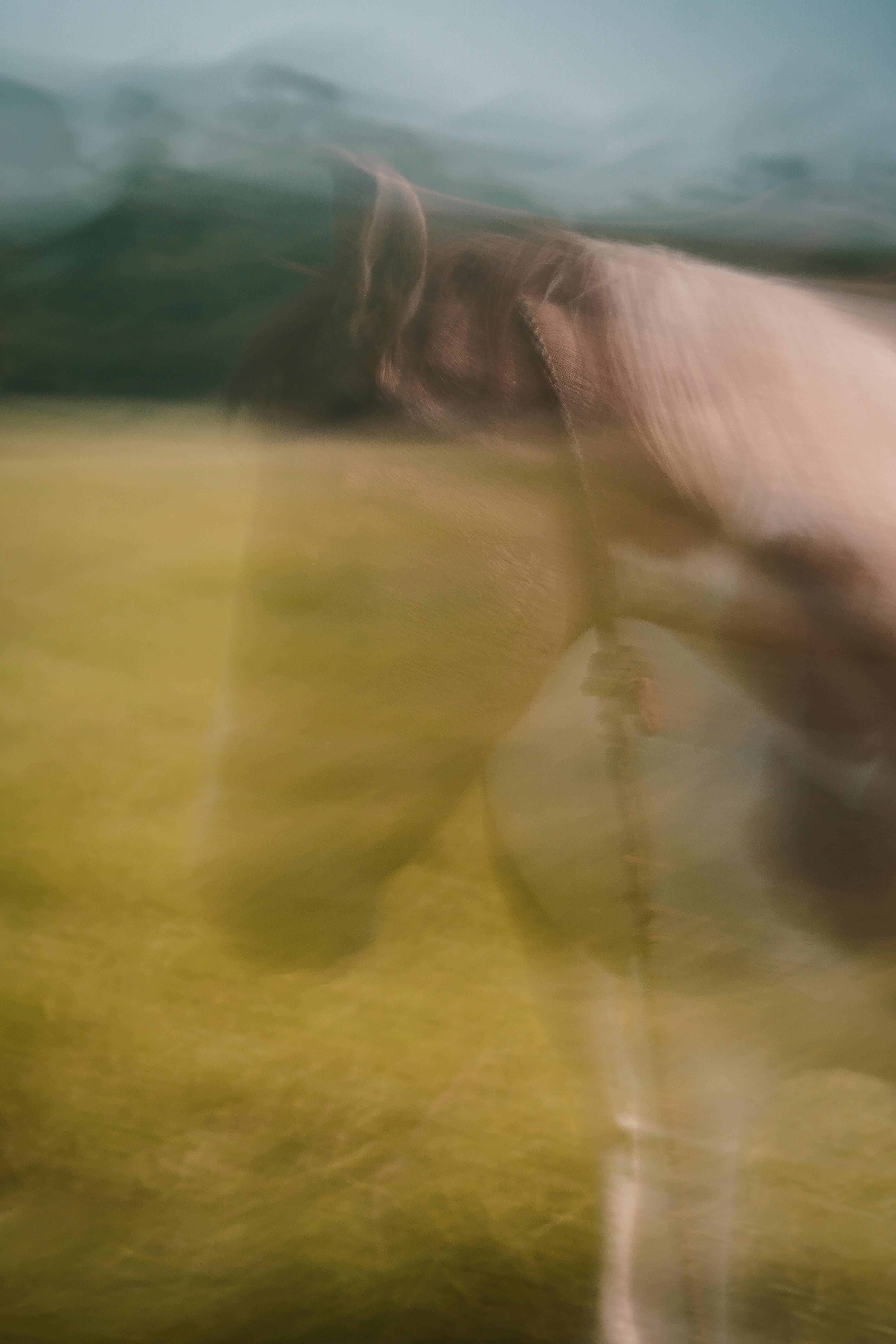 Безкоштовне Художнє розмите зображення коня в полі, що викликає враження руху та свободи. стокове фото