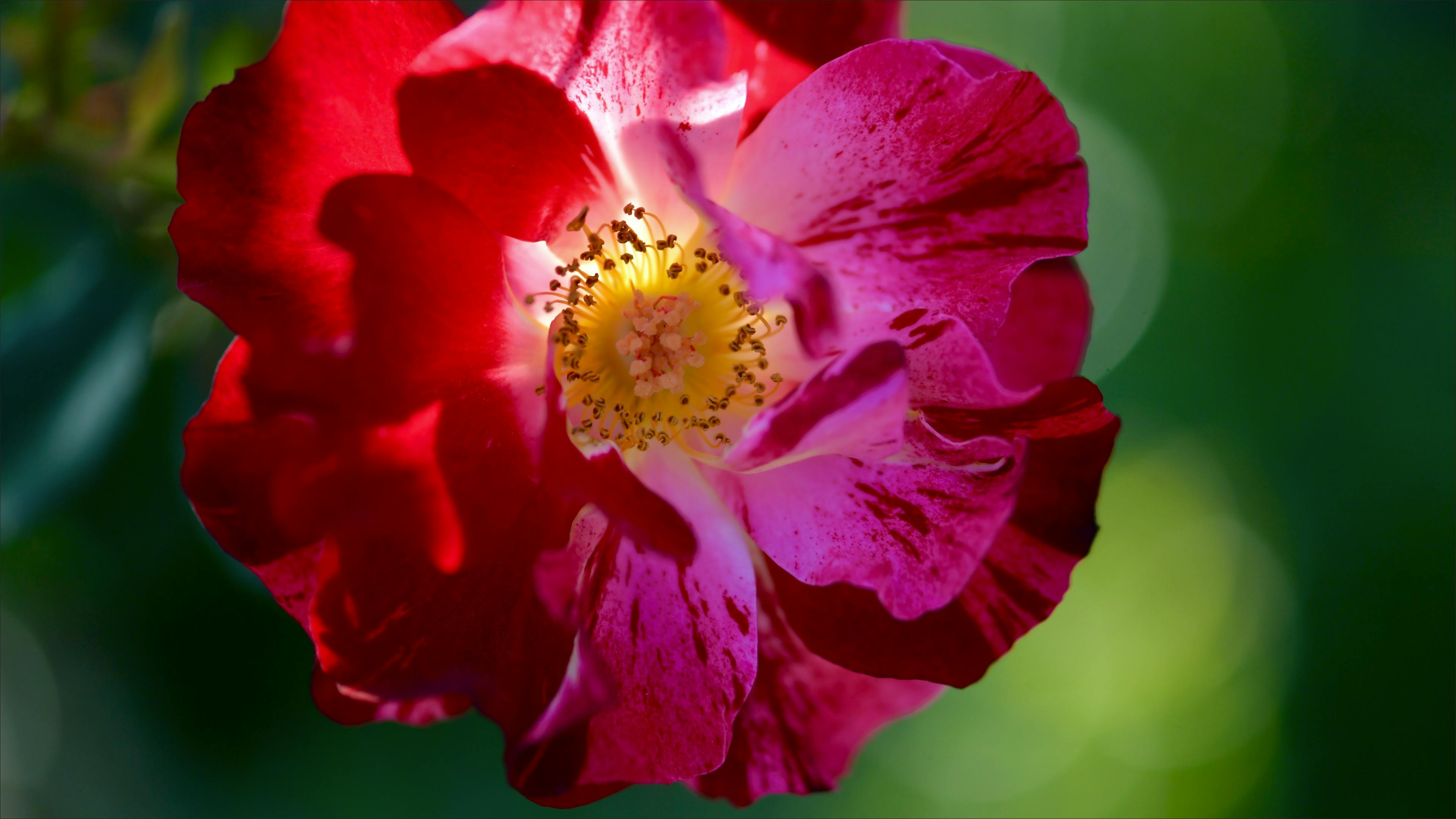 Gratuit Gros plan sur une rose rouge éclatante en pleine floraison, dévoilant des pétales délicats et un cœur jaune. Photos