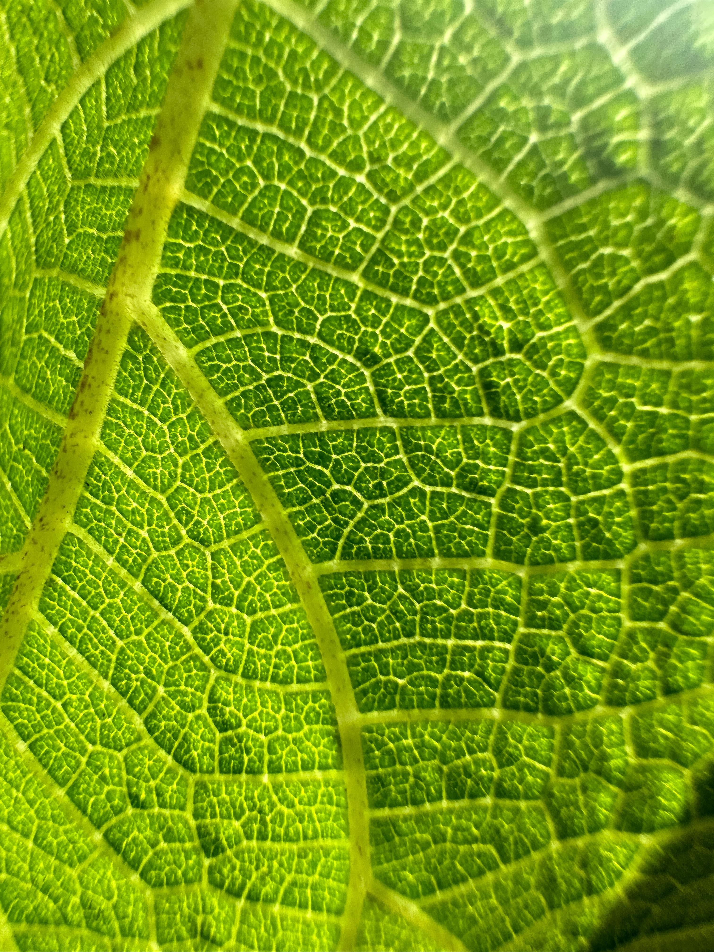 Gratuit Fotografie macro detaliată a unei frunze verzi vibrante, evidențiind modelele complexe ale nervurilor. Fotografie de stoc