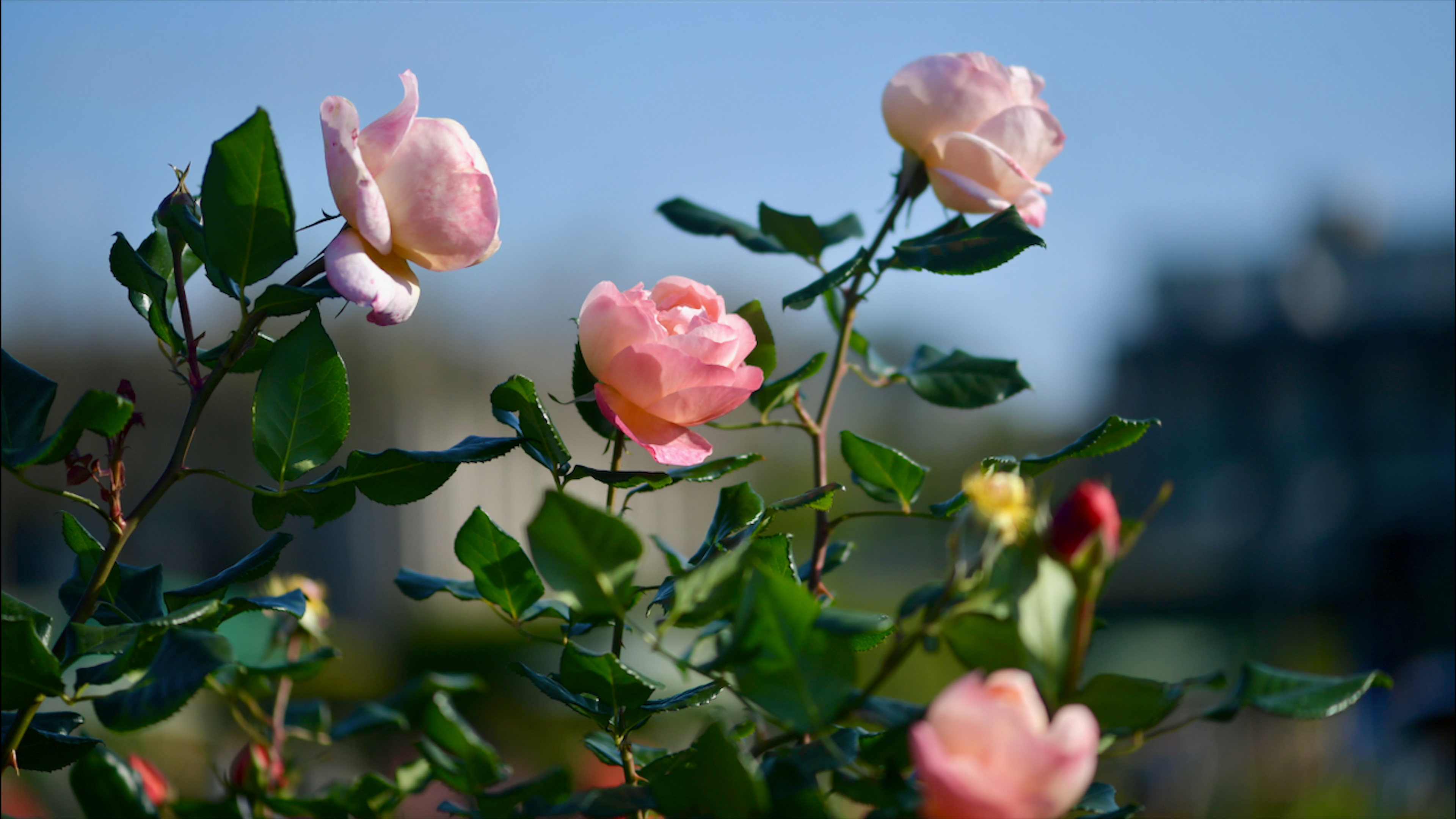 Close-up of Pink Roses in Bloom Outdoors · Free Stock Photo