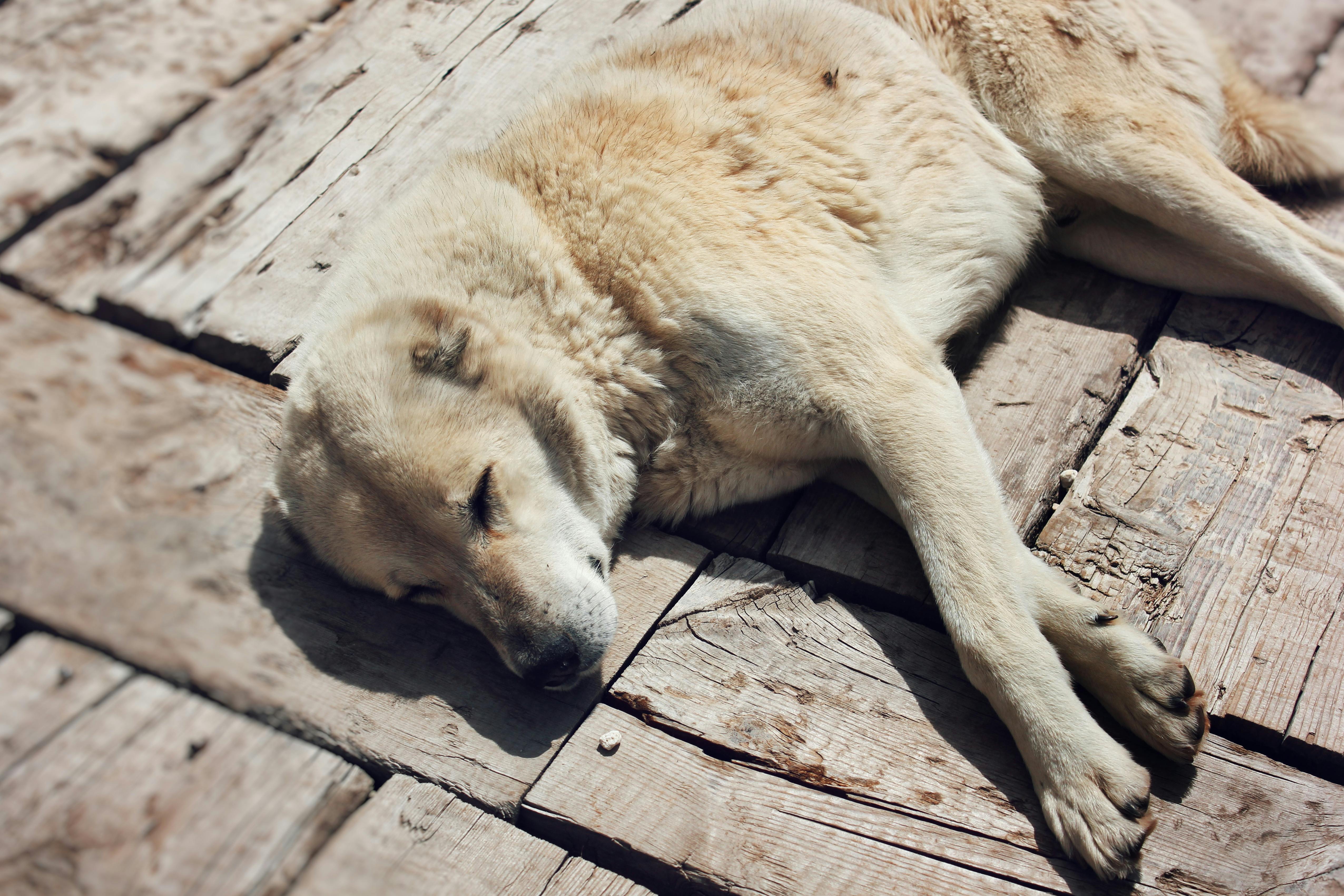 De franc Un gos gran dormint tranquil·lament sobre taulons de fusta rugosa a l'aire lliure, gaudint d'un dia assolellat. Foto d'estoc