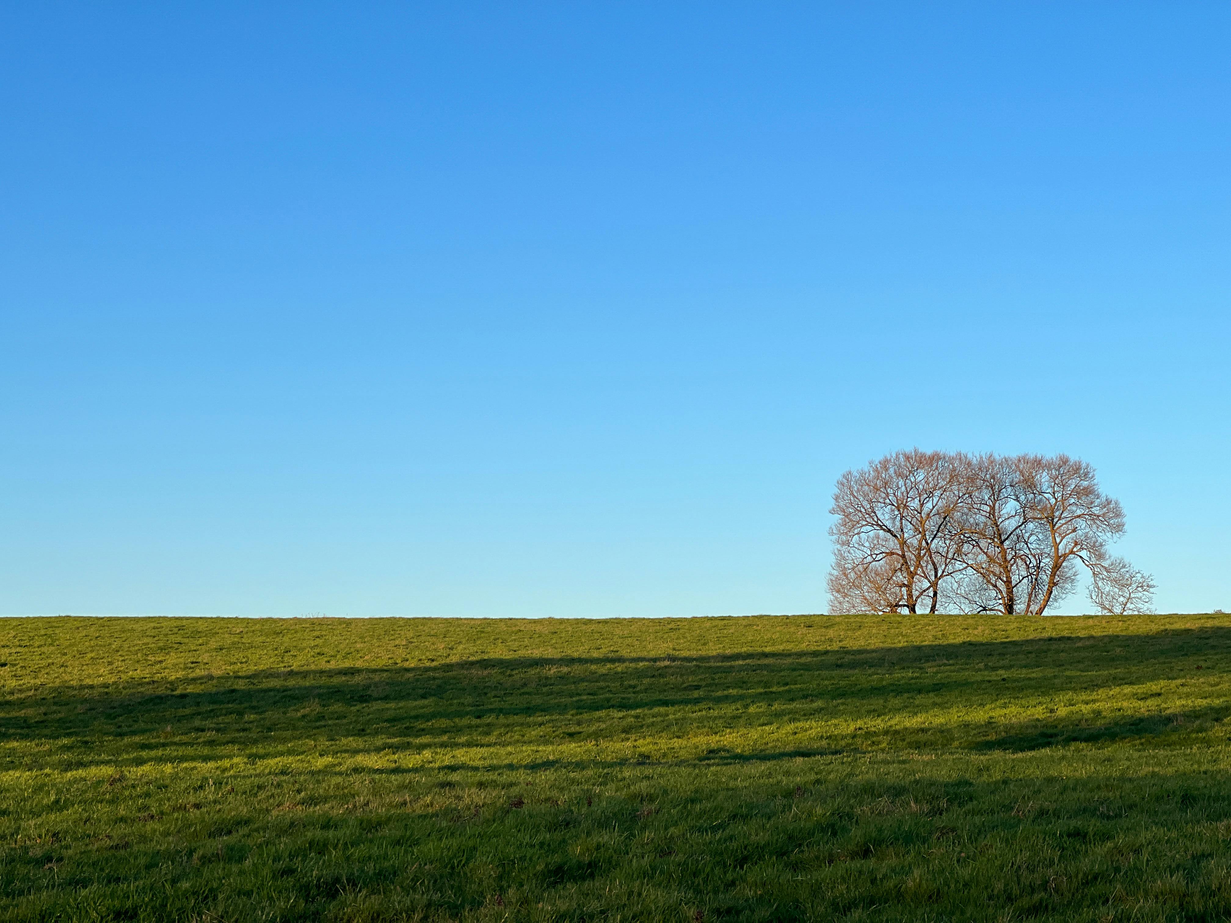 Gratis Paisaje tranquilo con un único árbol desnudo en una colina cubierta de hierba, bajo un cielo azul despejado. Foto de stock
