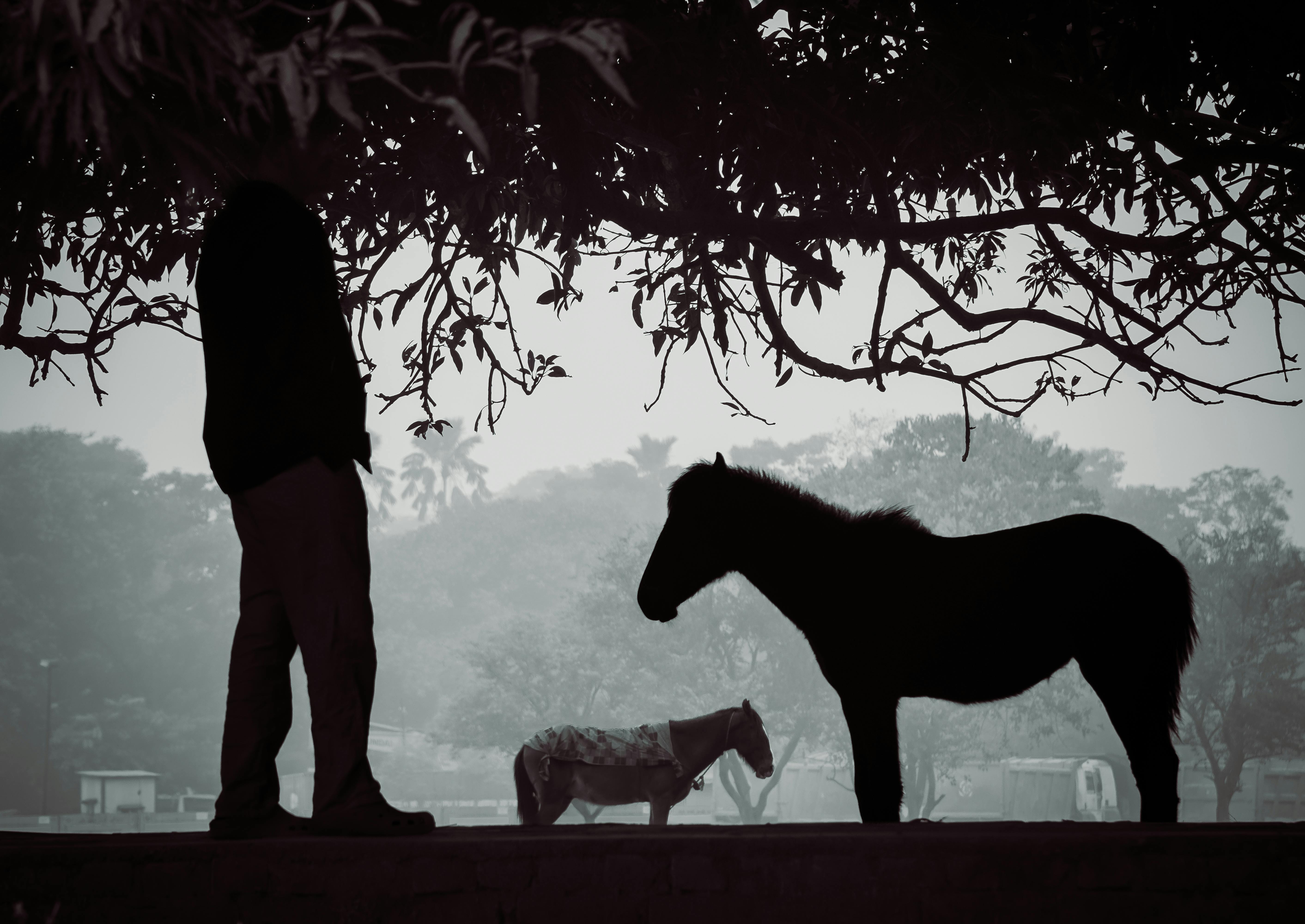 Gratuit Silueta unui bărbat și a unui cal sub crengile copacilor, creând o scenă senină și misterioasă. Fotografie de stoc