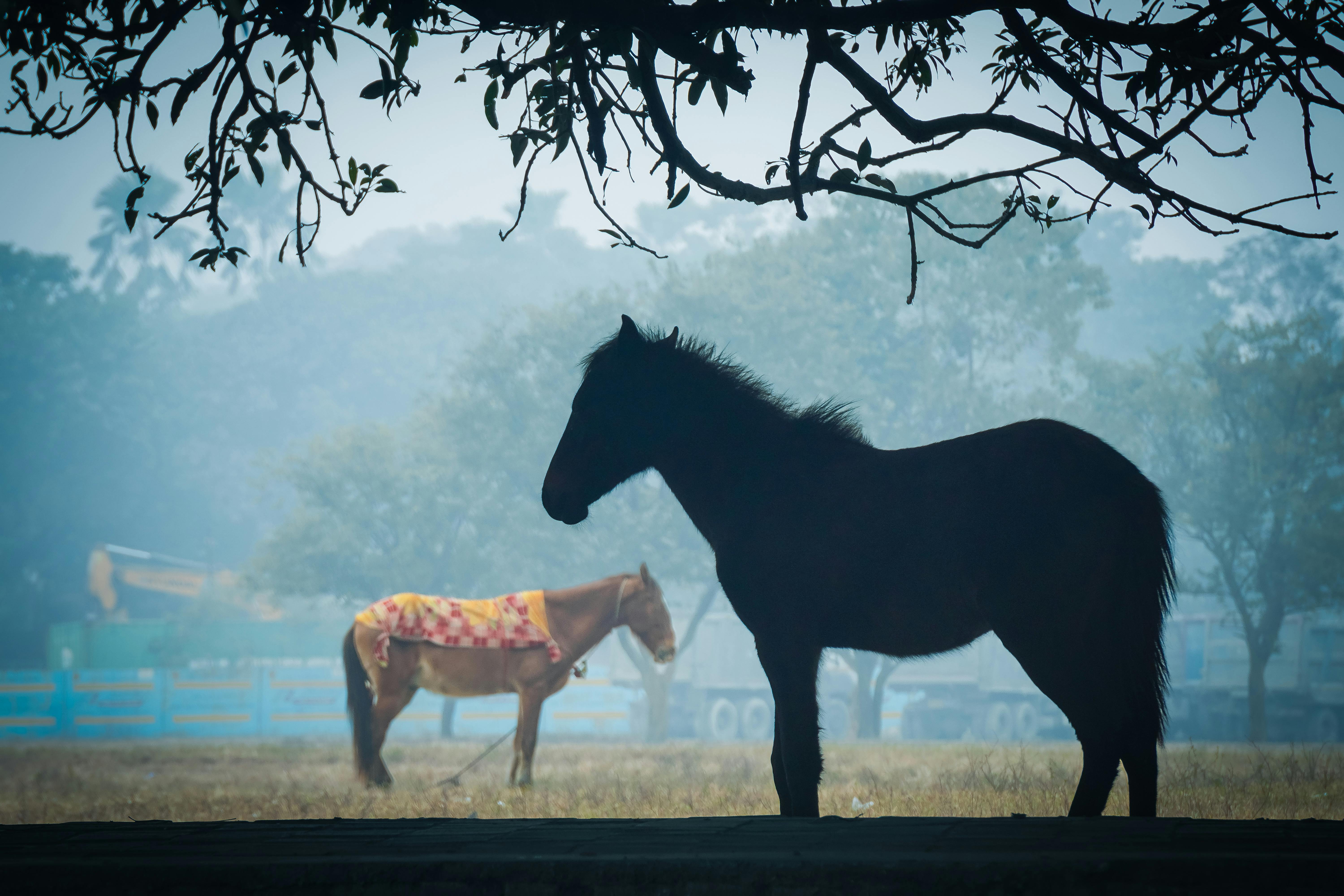 grátis Silhueta de cavalos sob uma árvore em uma paisagem indiana envolta em névoa, evocando tranquilidade. Foto profissional