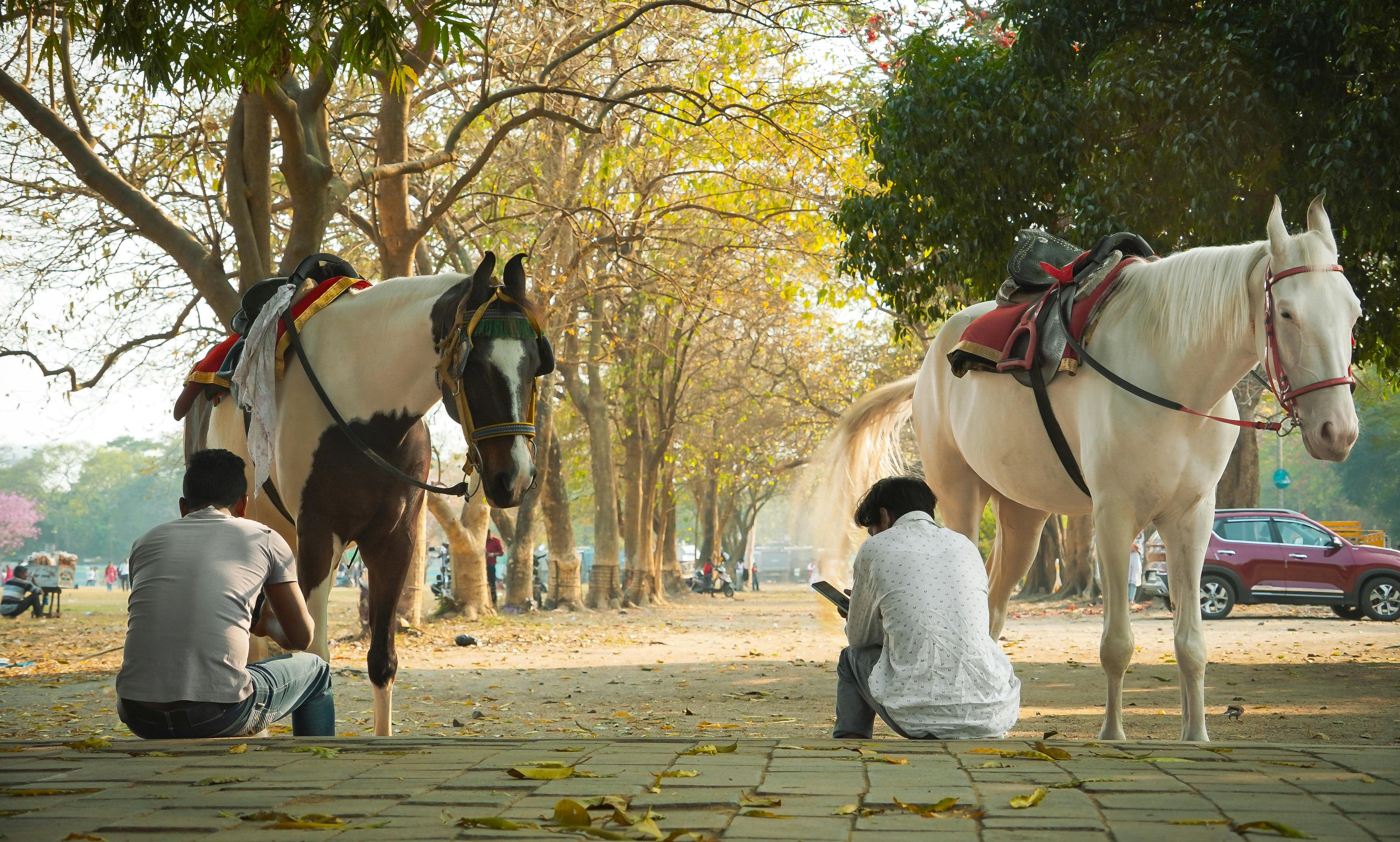Bezpłatne Dwie osoby siedzą obok uwiązanych koni w słonecznym parku z jesiennymi drzewami. Zdjęcie z galerii
