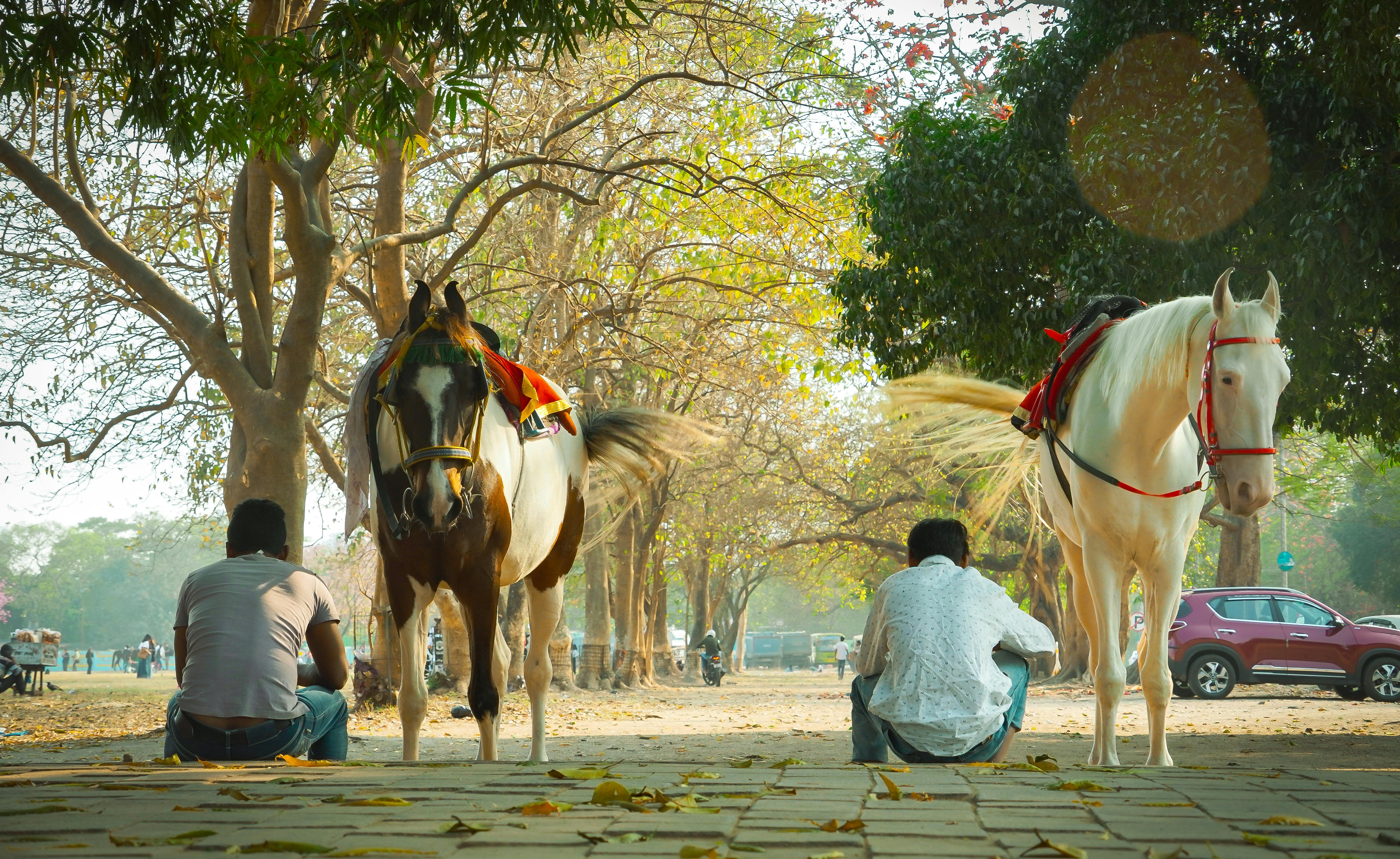 免费 印度宁静的公园里，两匹马和两个人正在树荫下享受静谧的午后时光。 素材图片