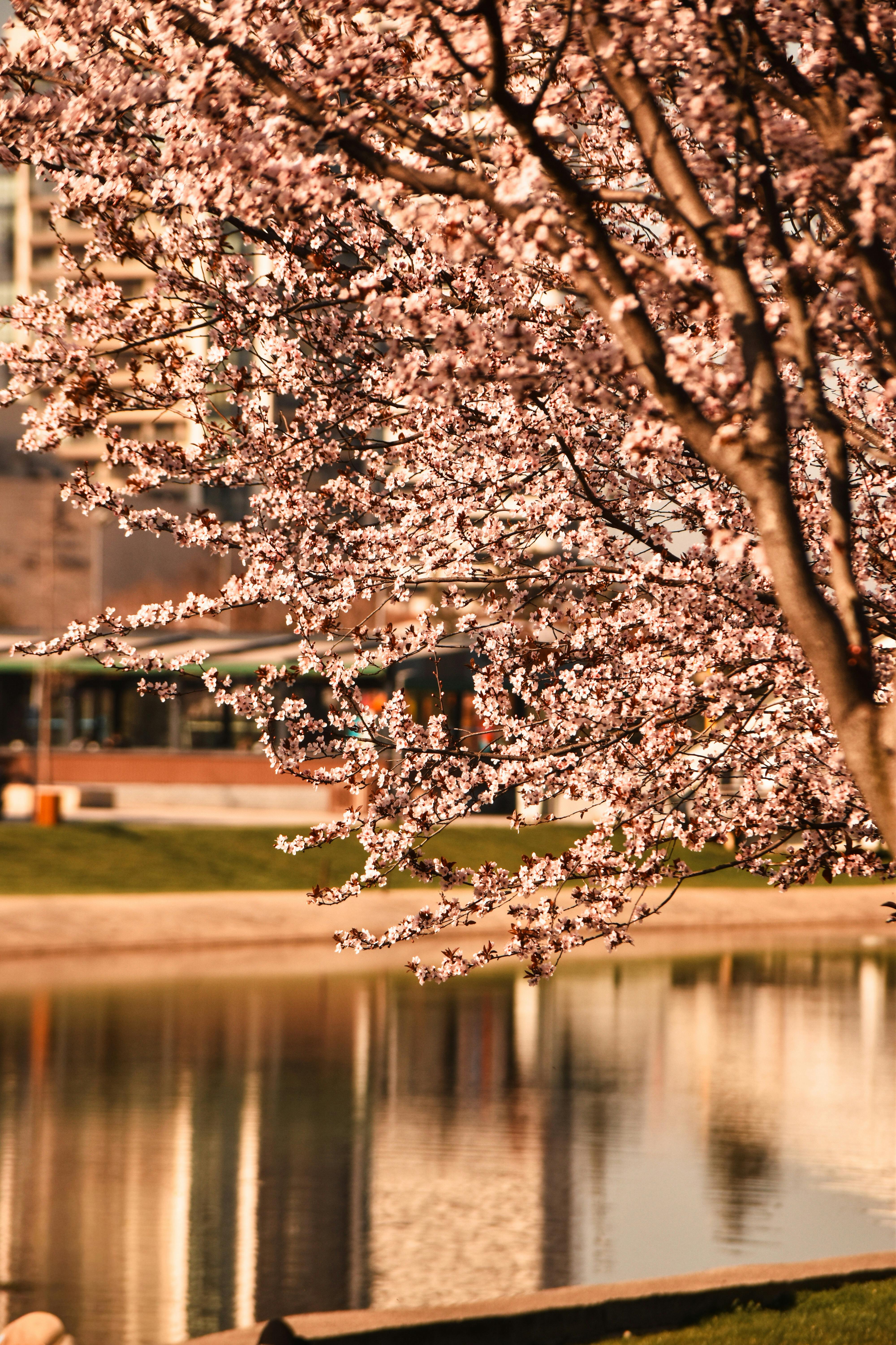 免费 土耳其布尔萨，宁静的池塘边，美丽的樱花盛开。 素材图片