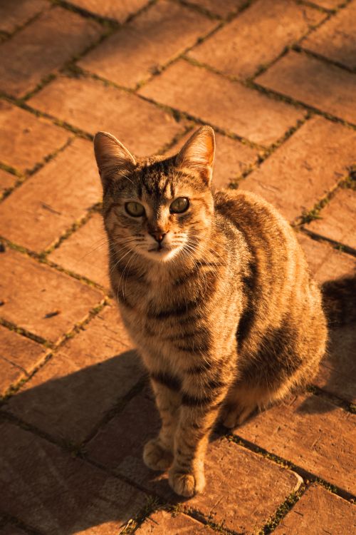 Free Charming tabby cat sitting on a sunlit brick pathway in Bursa, Türkiye. Warm tones highlight its fur. Stock Photo