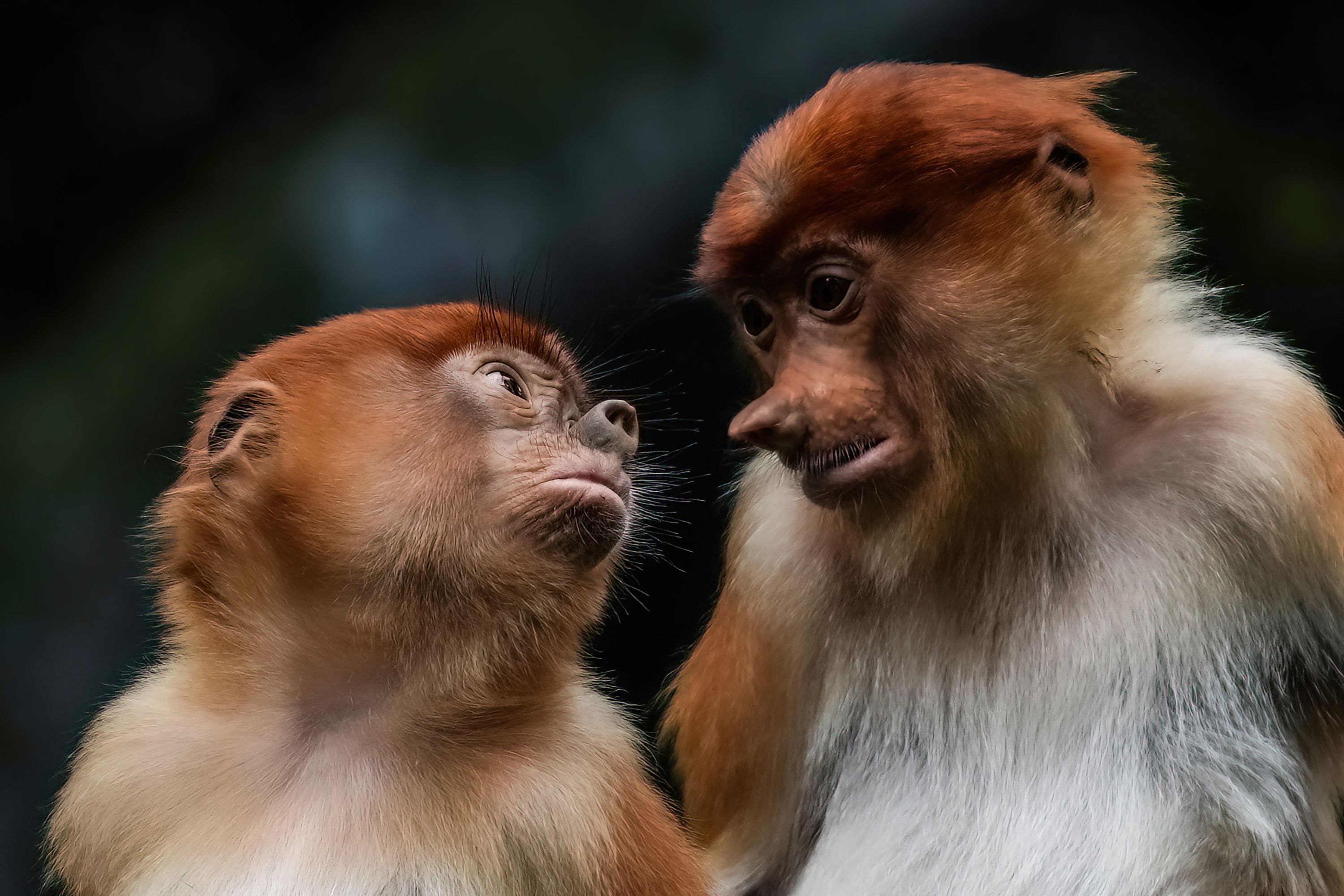 Intimate Moment Between Two Red Leaf Monkeys · Free Stock Photo
