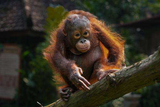 Sepilok orangutan rehabilitation centre — Borneo