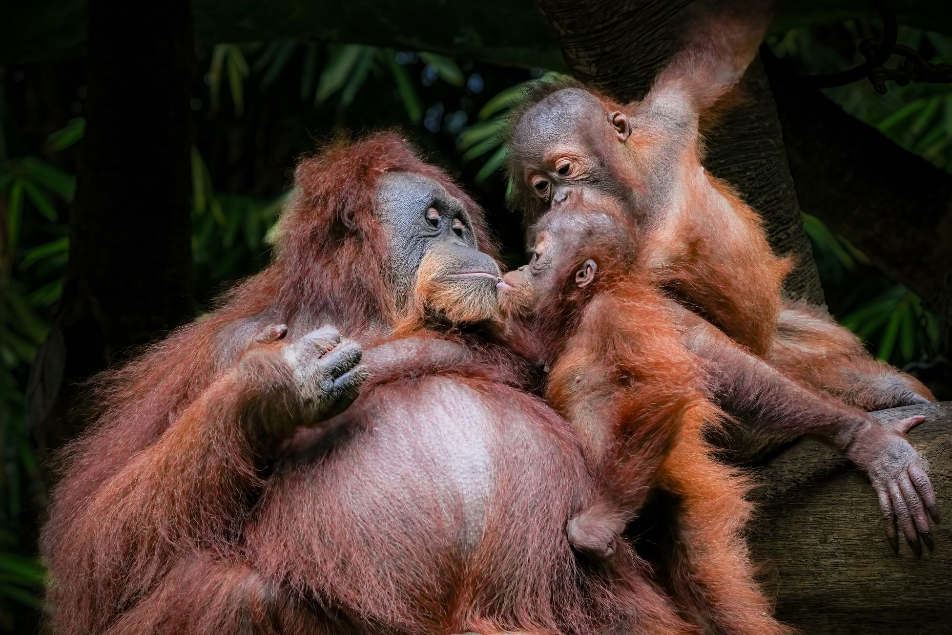 Vier dagen regen verwoestend voor zeldzame orang-oetans op Sumatra